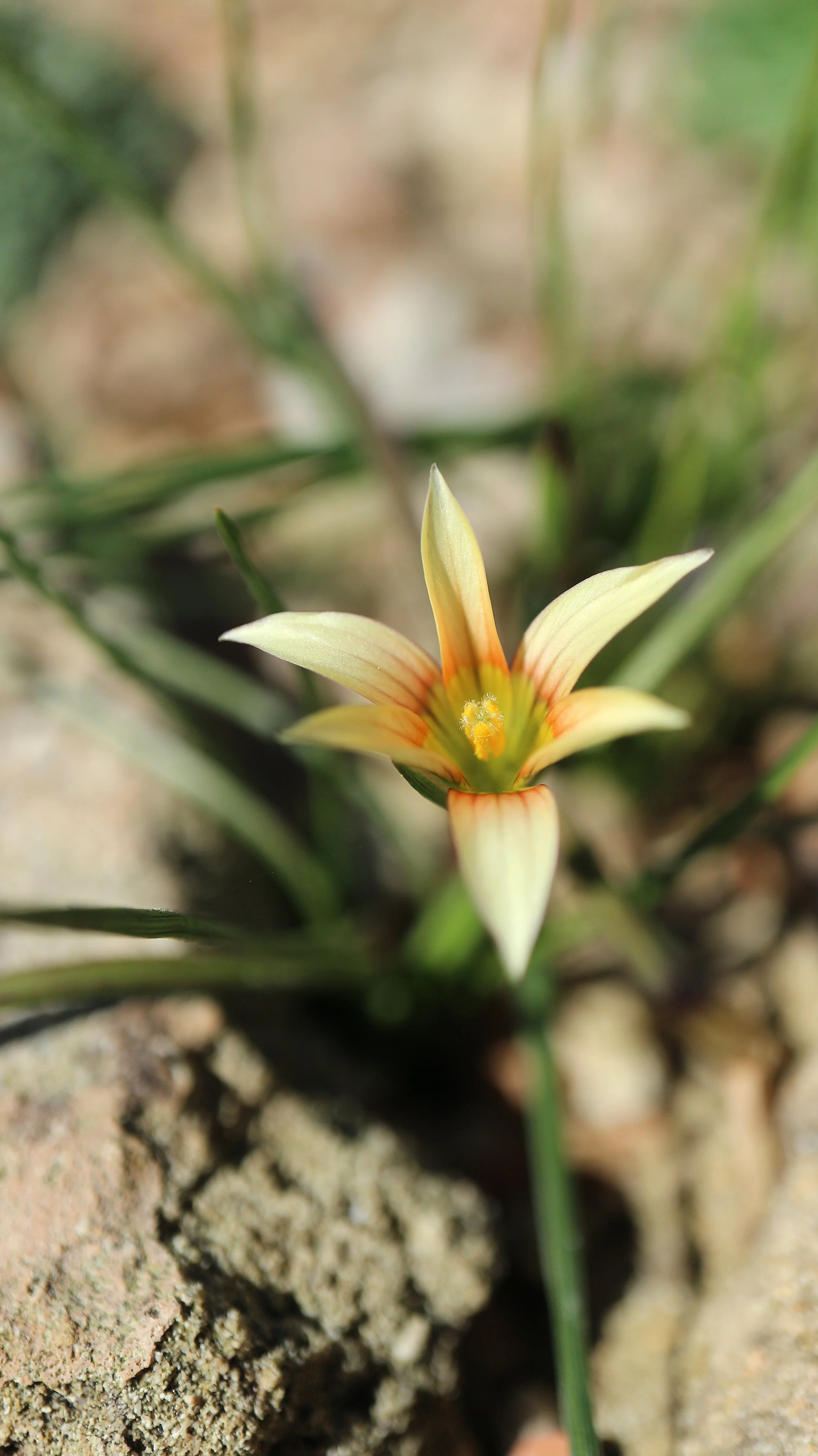 Romulea sp / Iridaceae