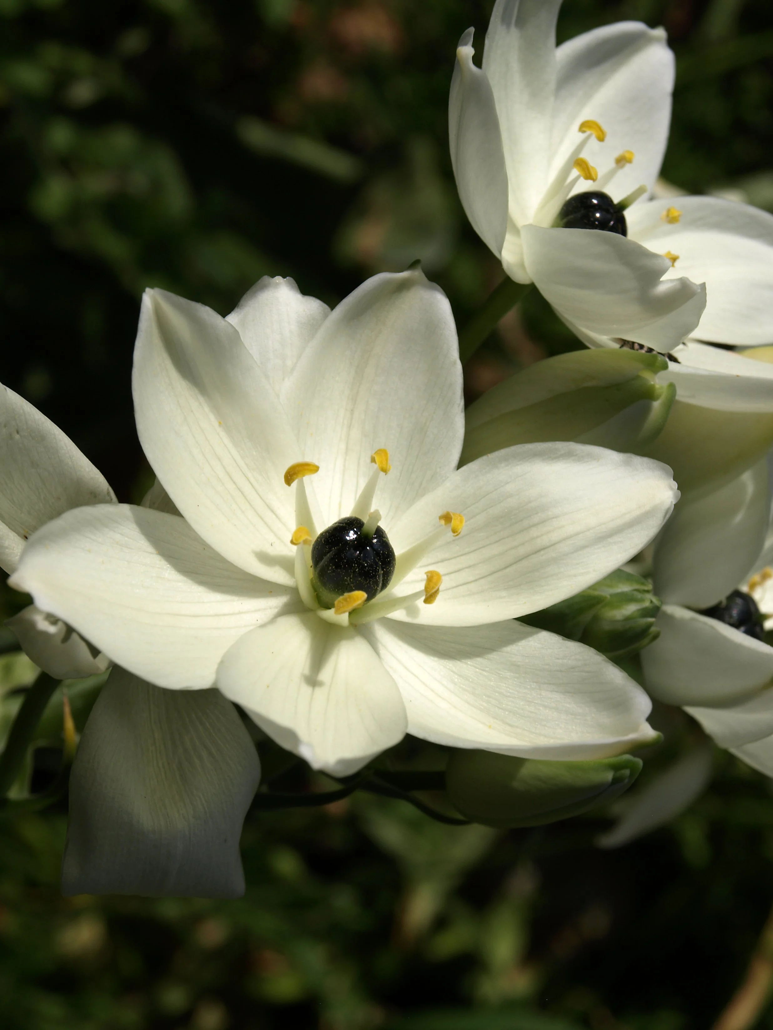 Ornithogalum arabicum / Scilloideae / Mediterranean Region