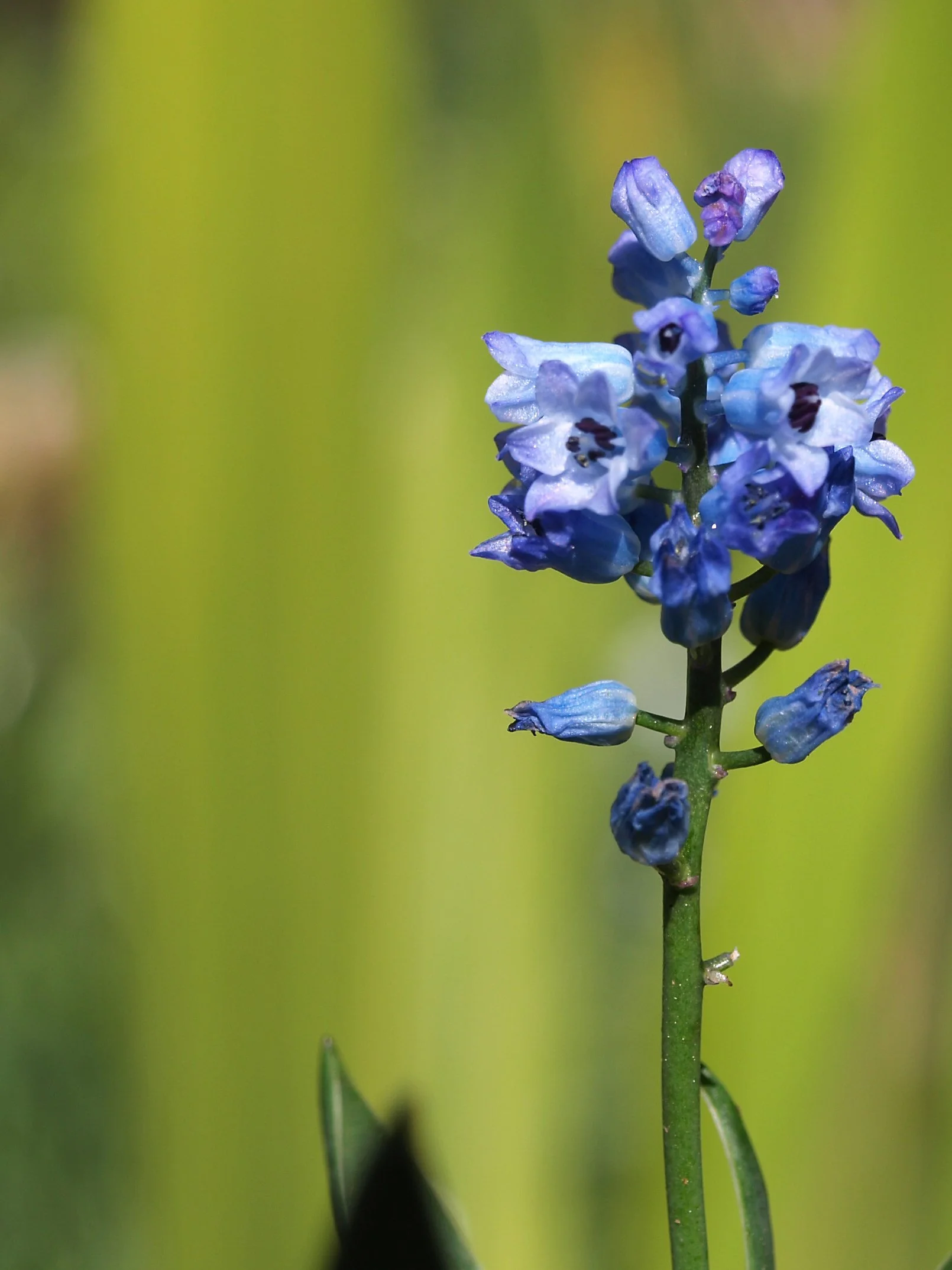Hyacinthella pallens / Scilloideae / E Mediterranean