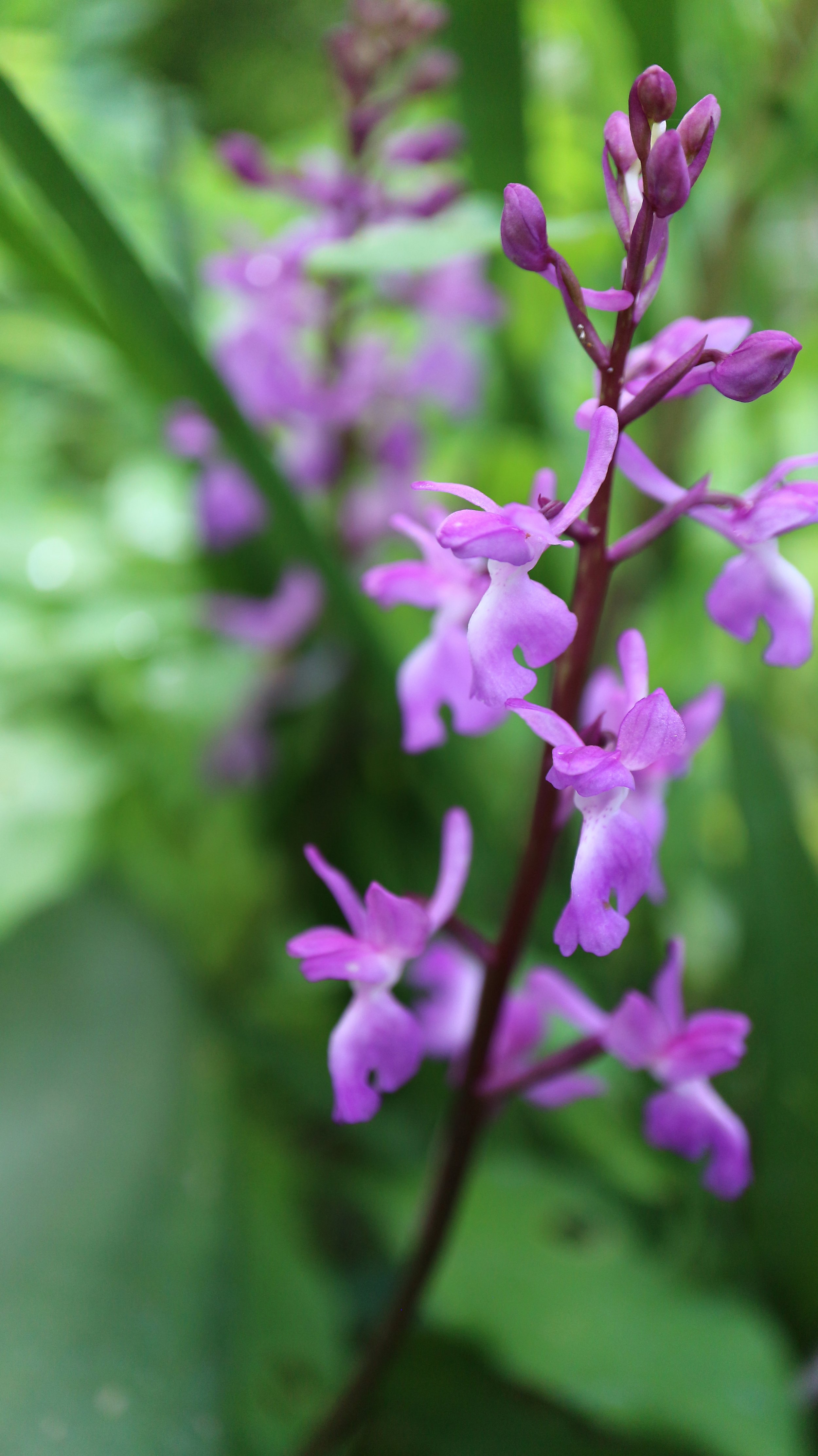 Orchis mascula / Orchidaceae / Mediterranean Region