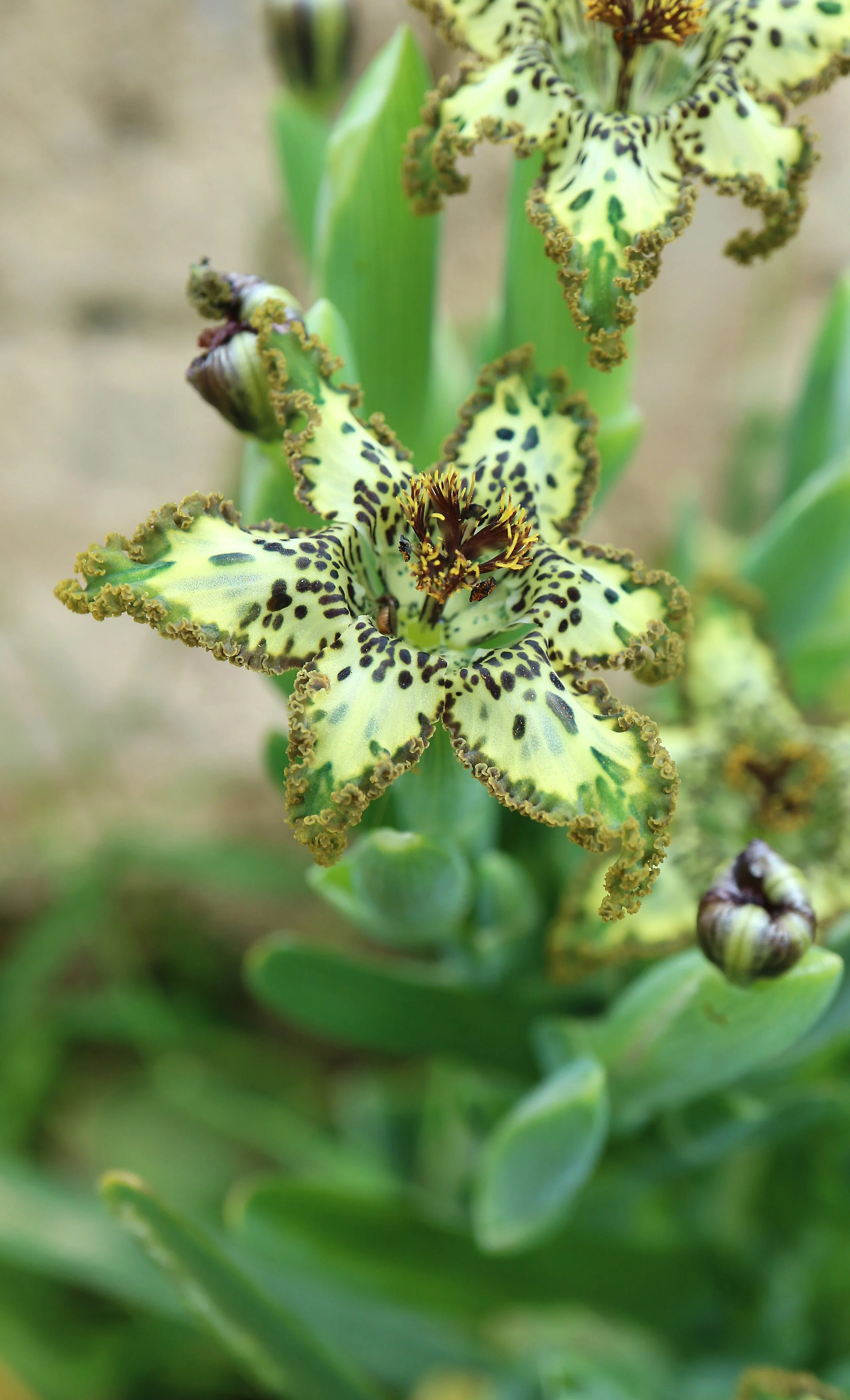 Ferraria crispa / Iridaceae / W Cape, South Africa