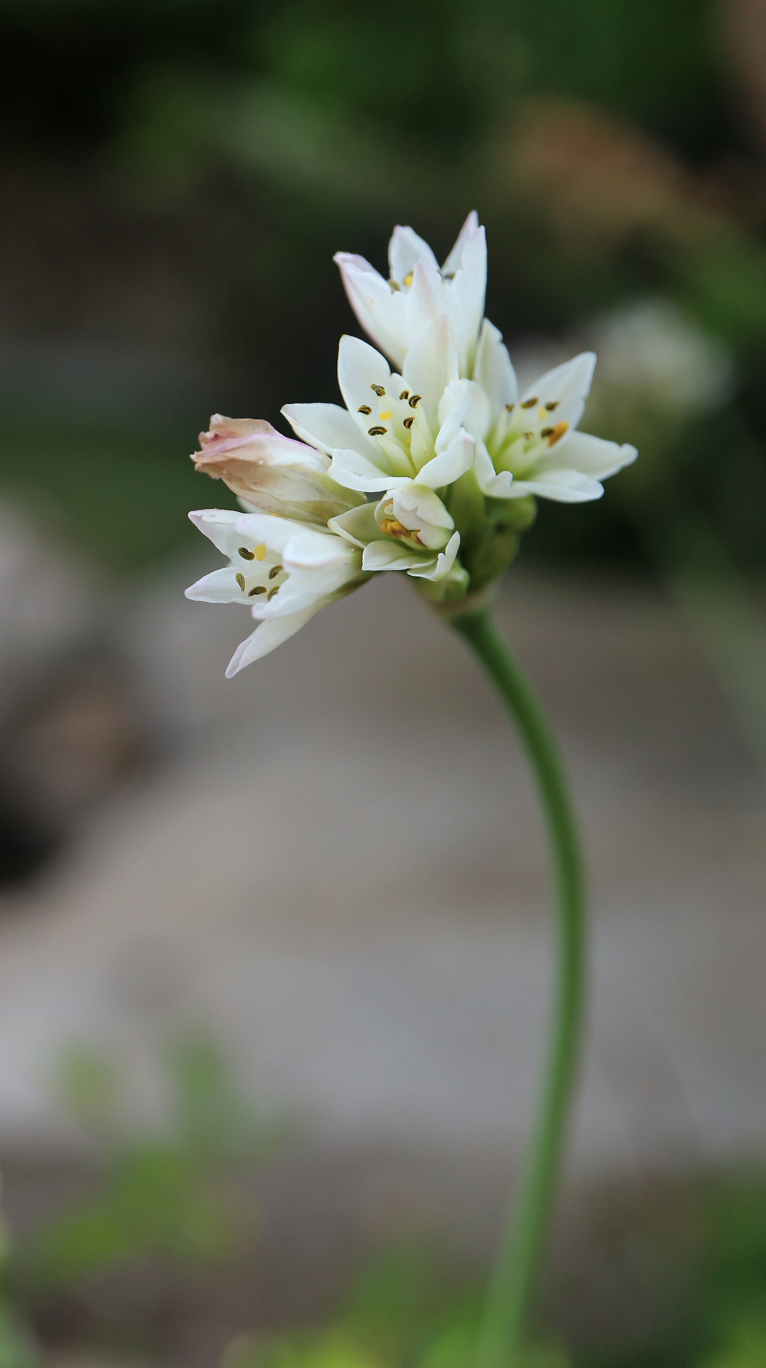 Nothoscordum gracile / Allioideae / Uruguay, Argentina, Brazil