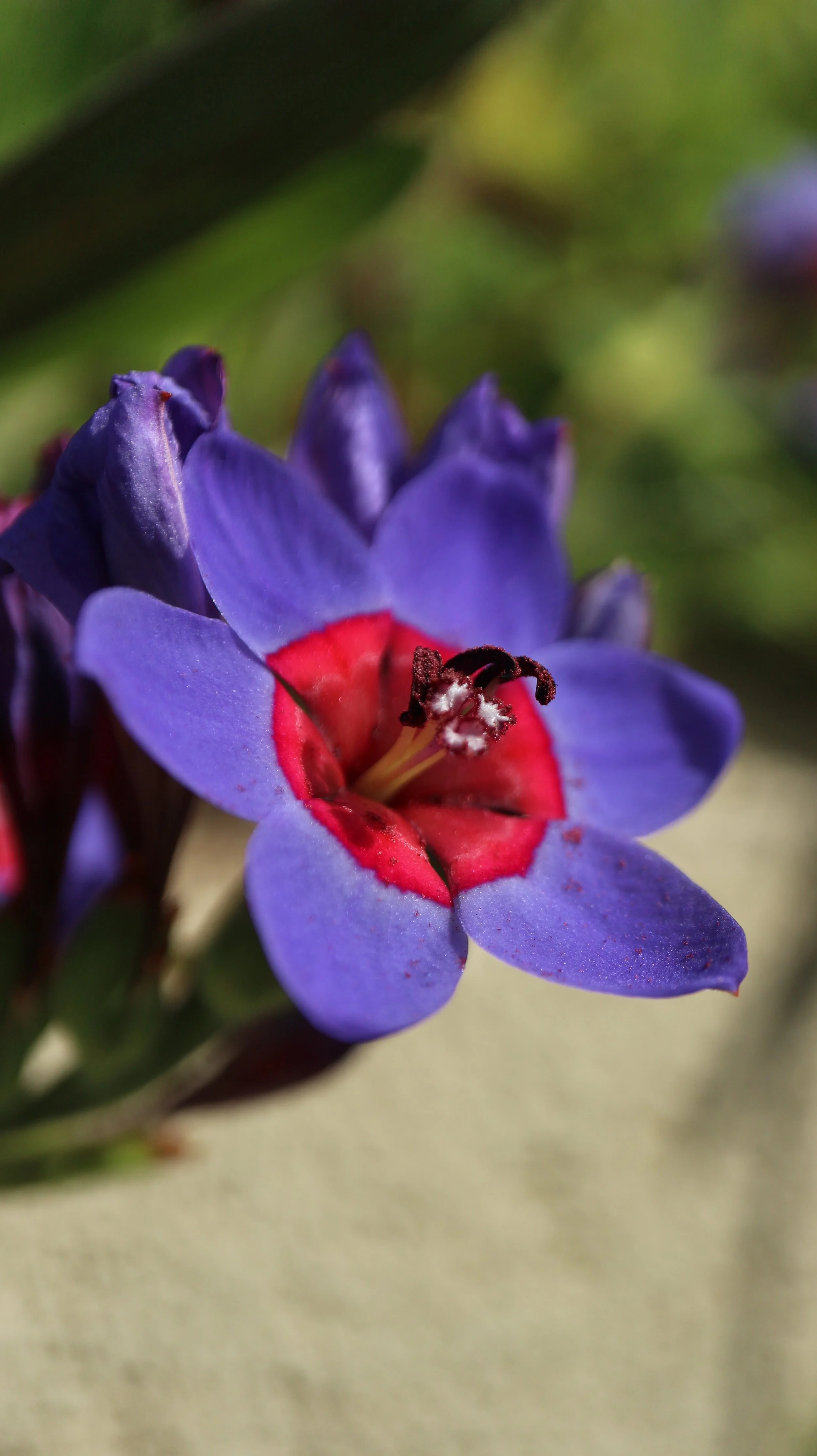 Babiana rubrocyanea / Iridaceae / SW Cape, South Africa