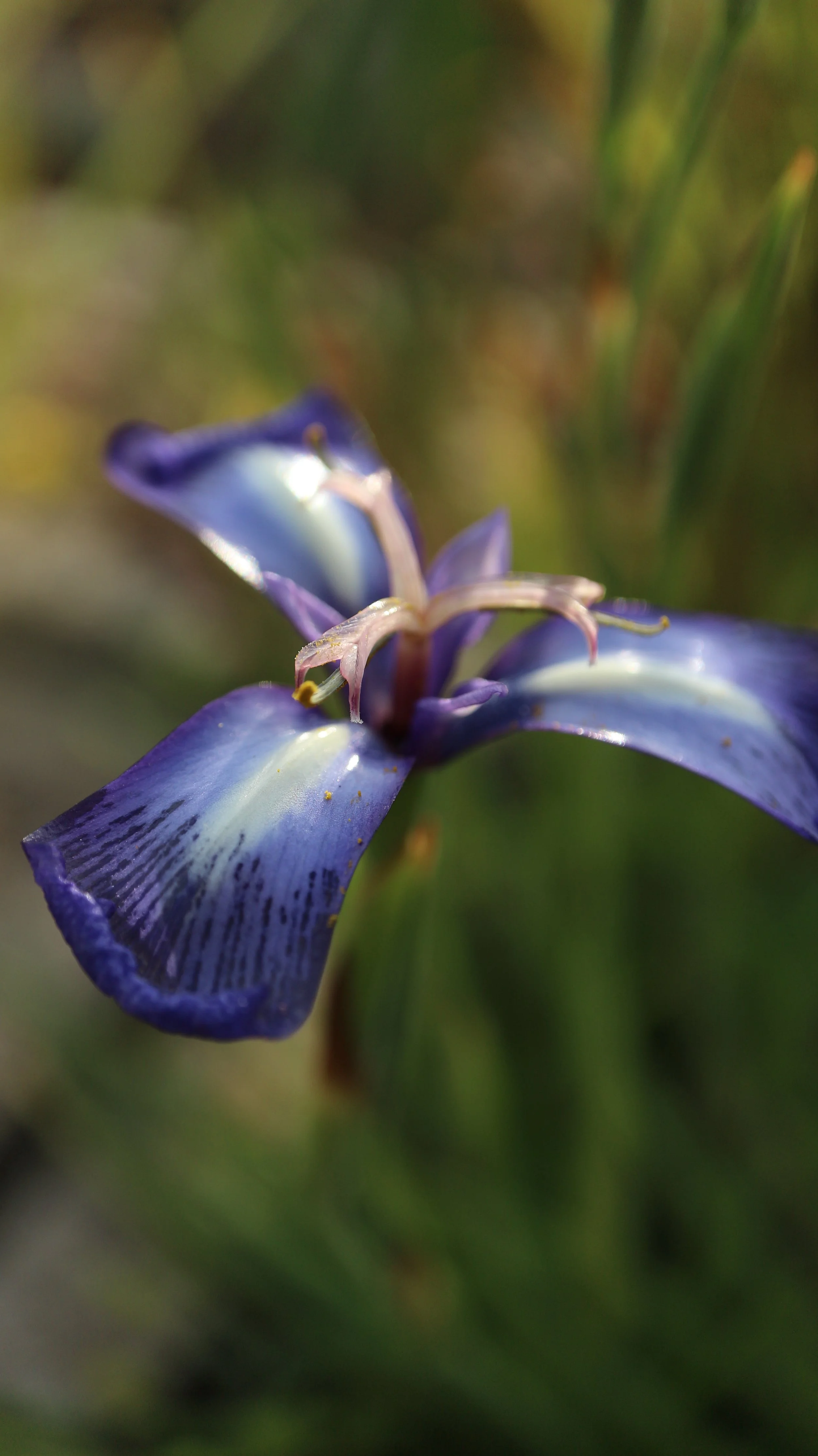 Herbertia pulchella / Iridaceae / Brazil, Argentina