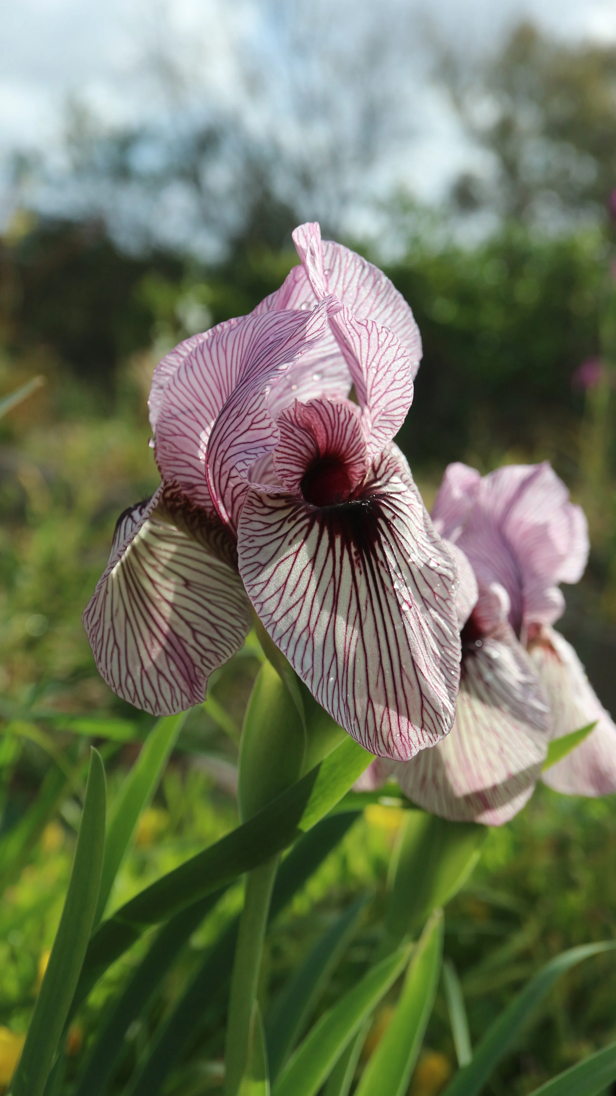 Iris korolkowii / Iridaceae / C Asia
