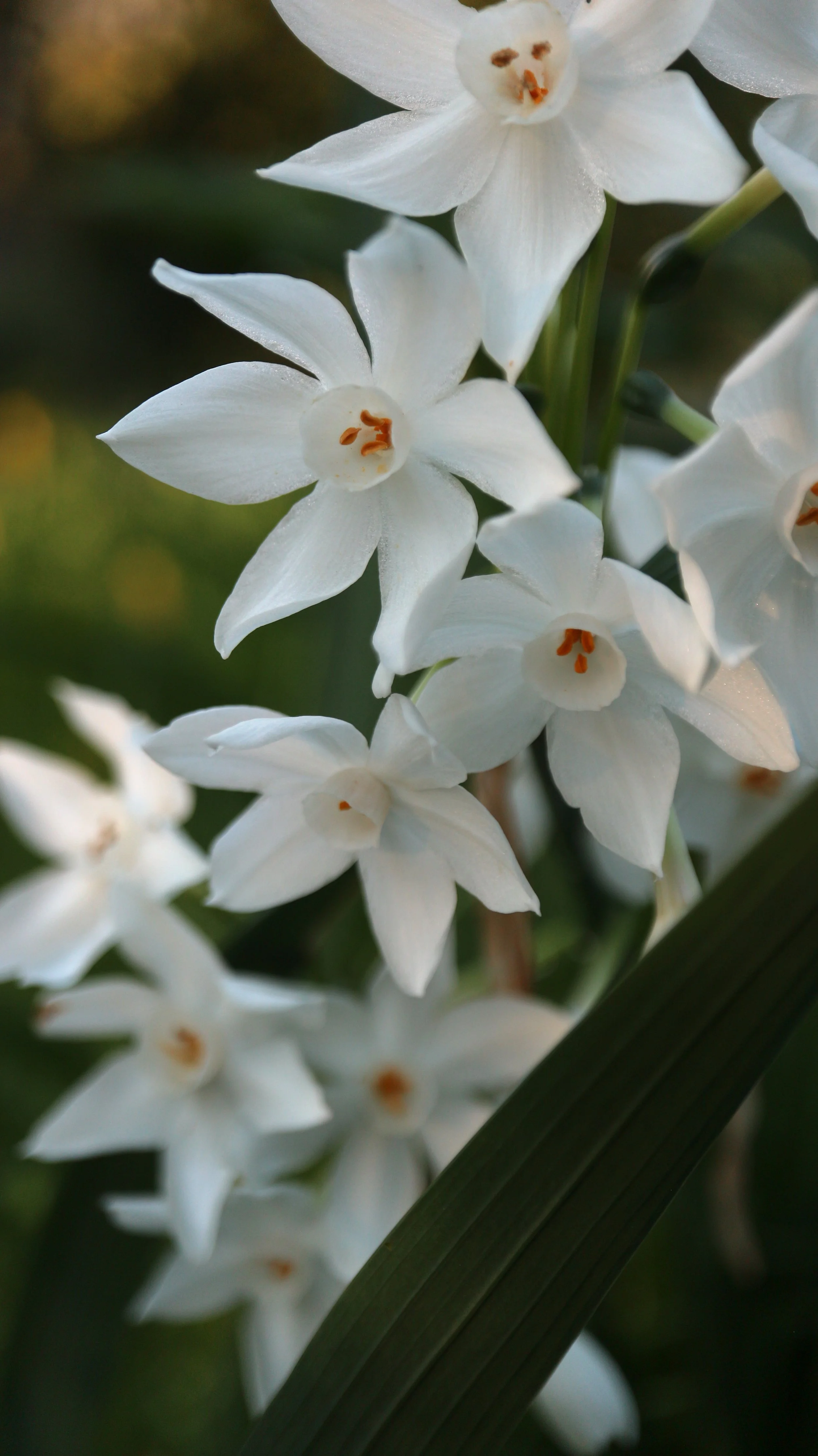Narcissus papyraceus (ex Cádiz) / Amaryllidaceae / Mediterranean Region
