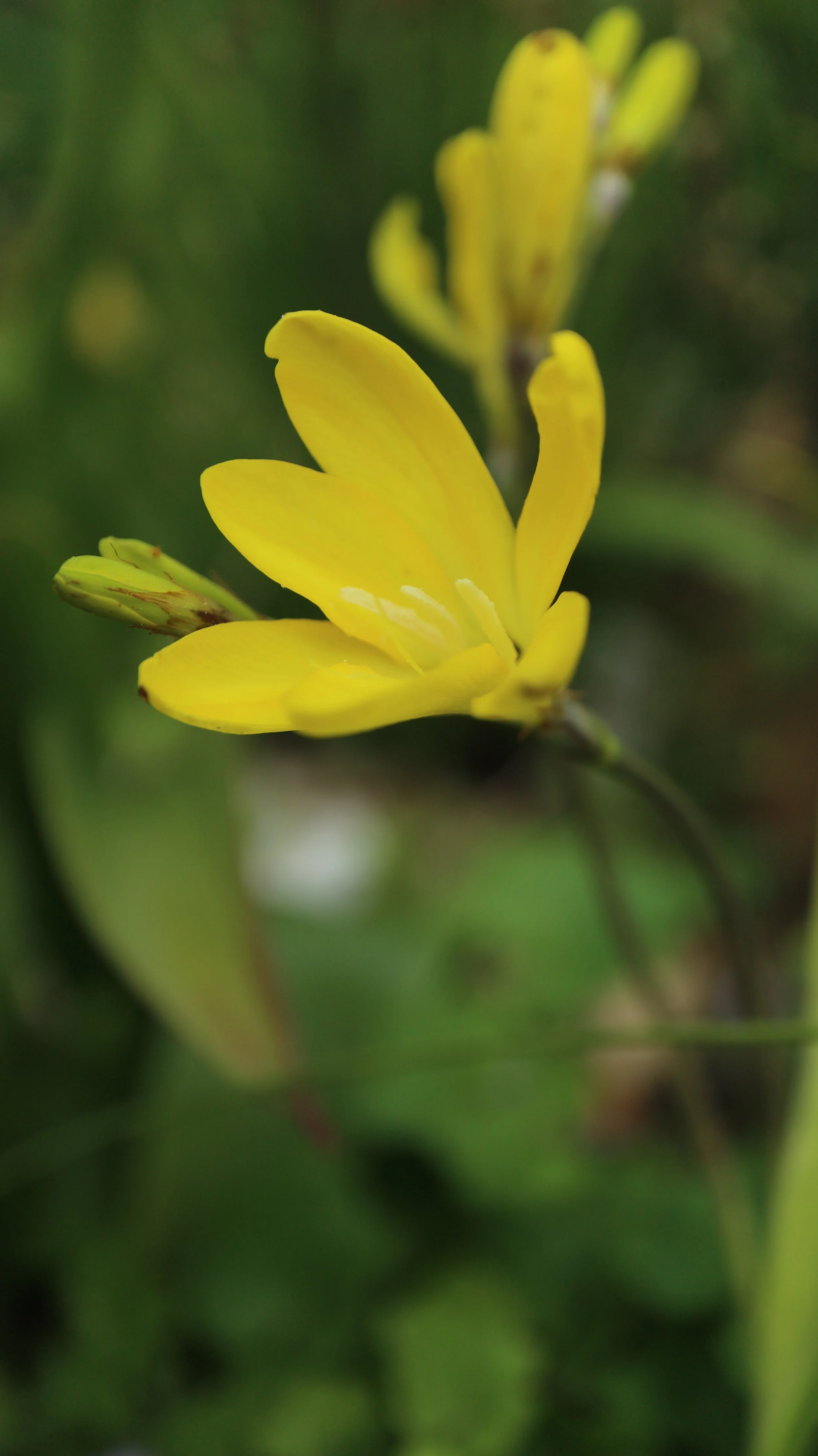 Sparaxis grandiflora subsp. acutiloba / Iridaceae / W Cape, South Africa
