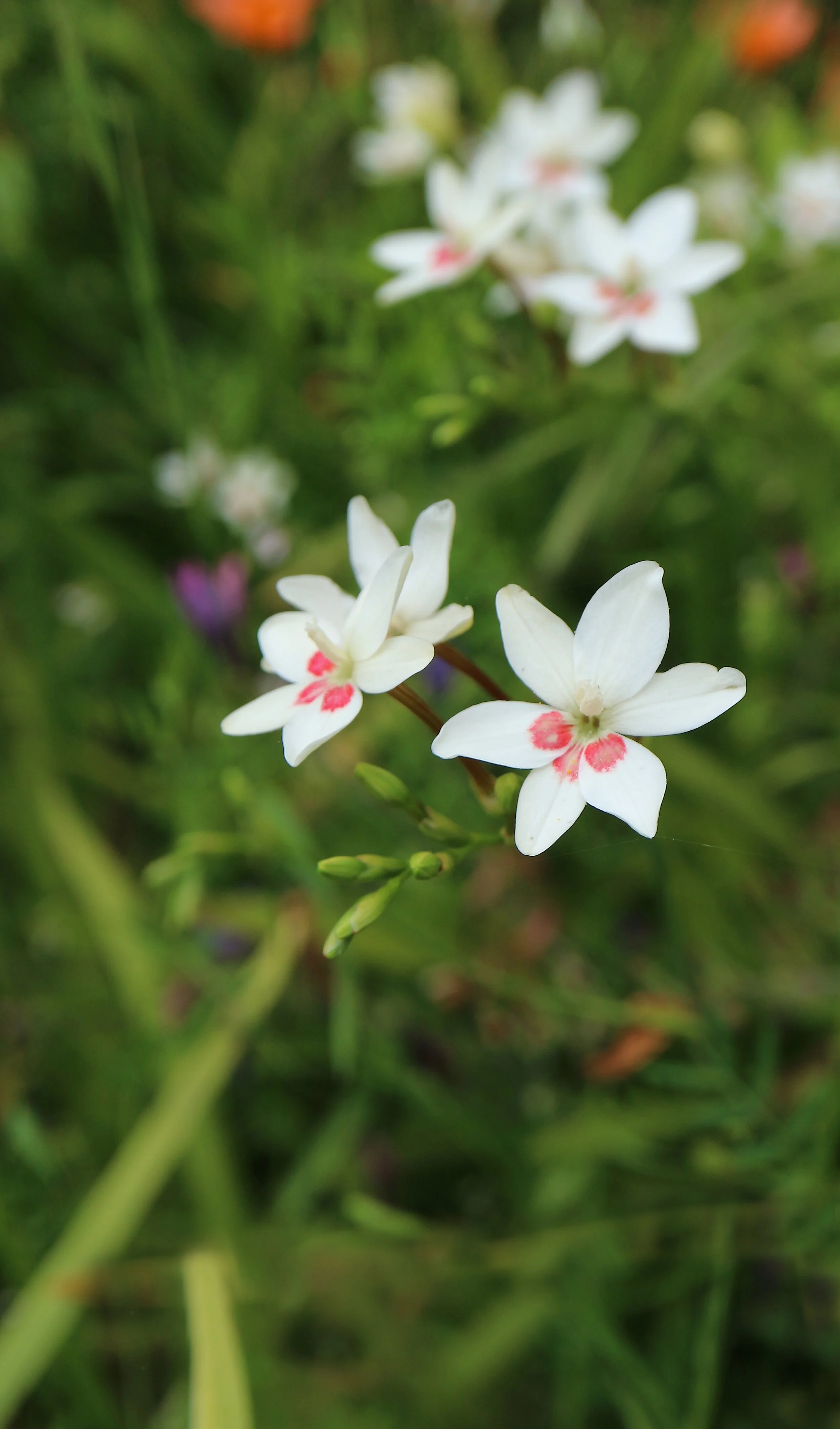 Freesia laxa 'Joan Evans' / Iridaceae / E South Africa