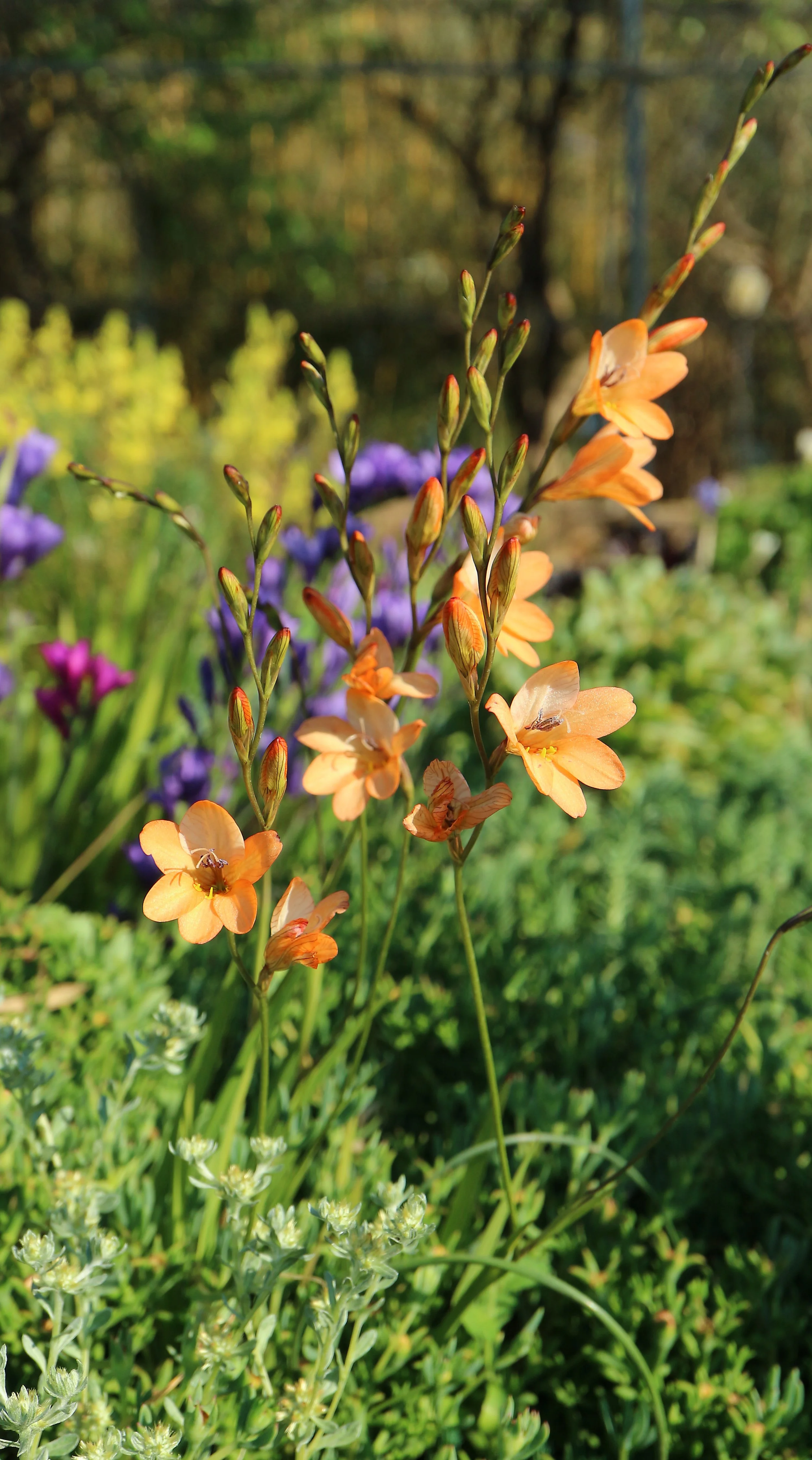 Tritonia securigera / Iridaceae / S Cape, South Africa