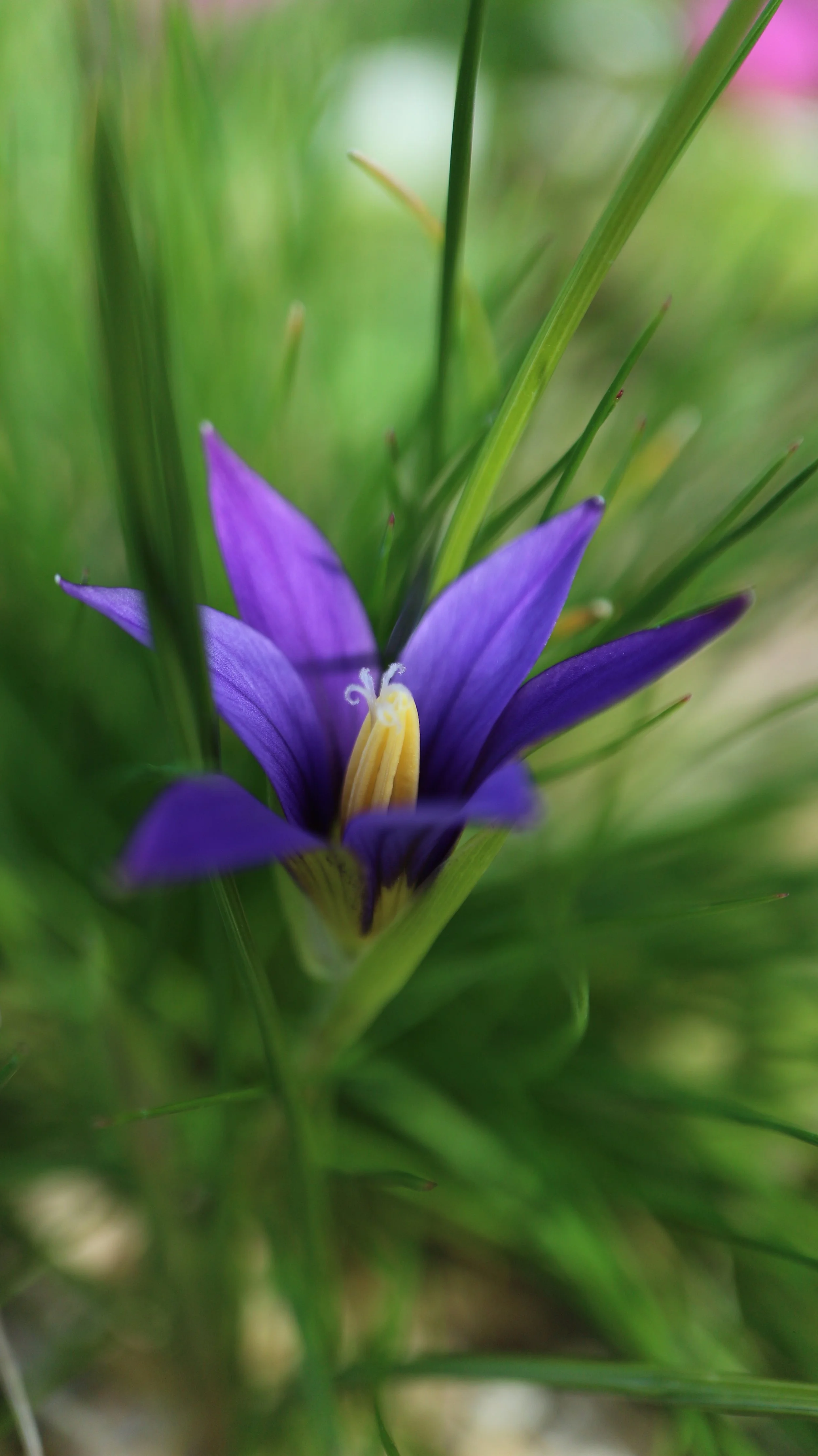 Romulea tempskyana / Iridaceae / E Mediterranean