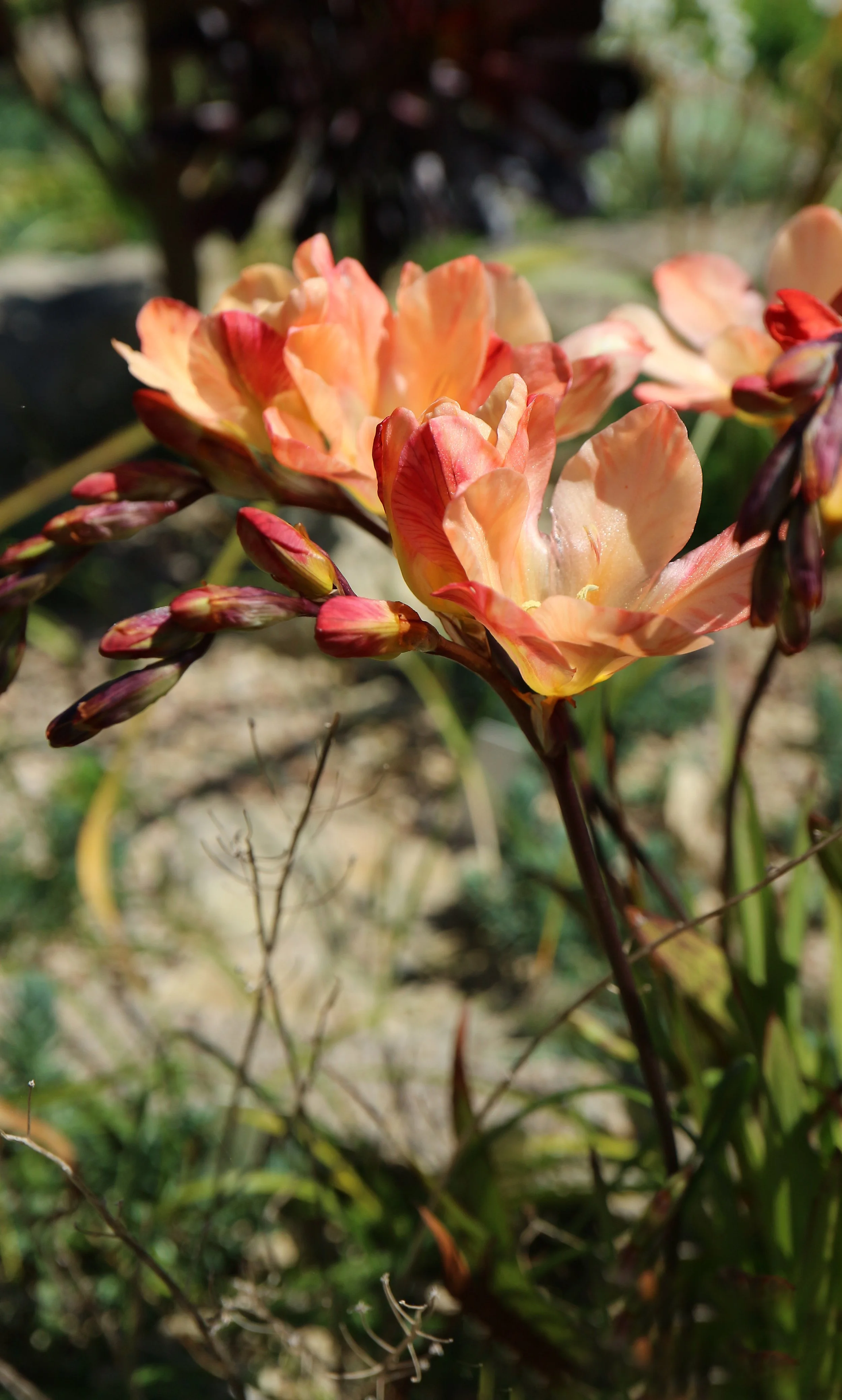 Tritonia cv / Iridaceae / S Cape, South Africa