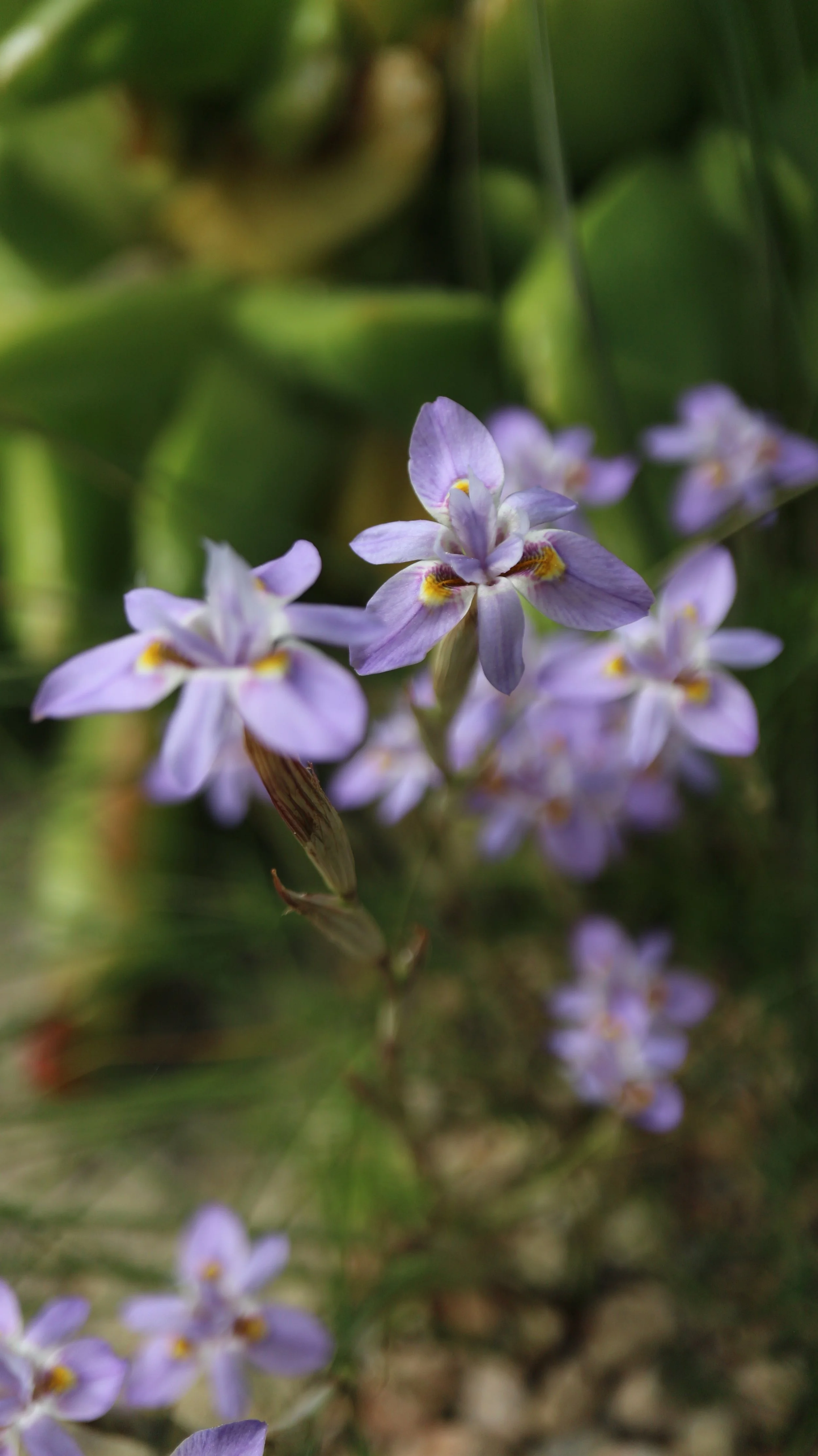 Moraea setifolia / Iridaceae / SW Cape, South Africa