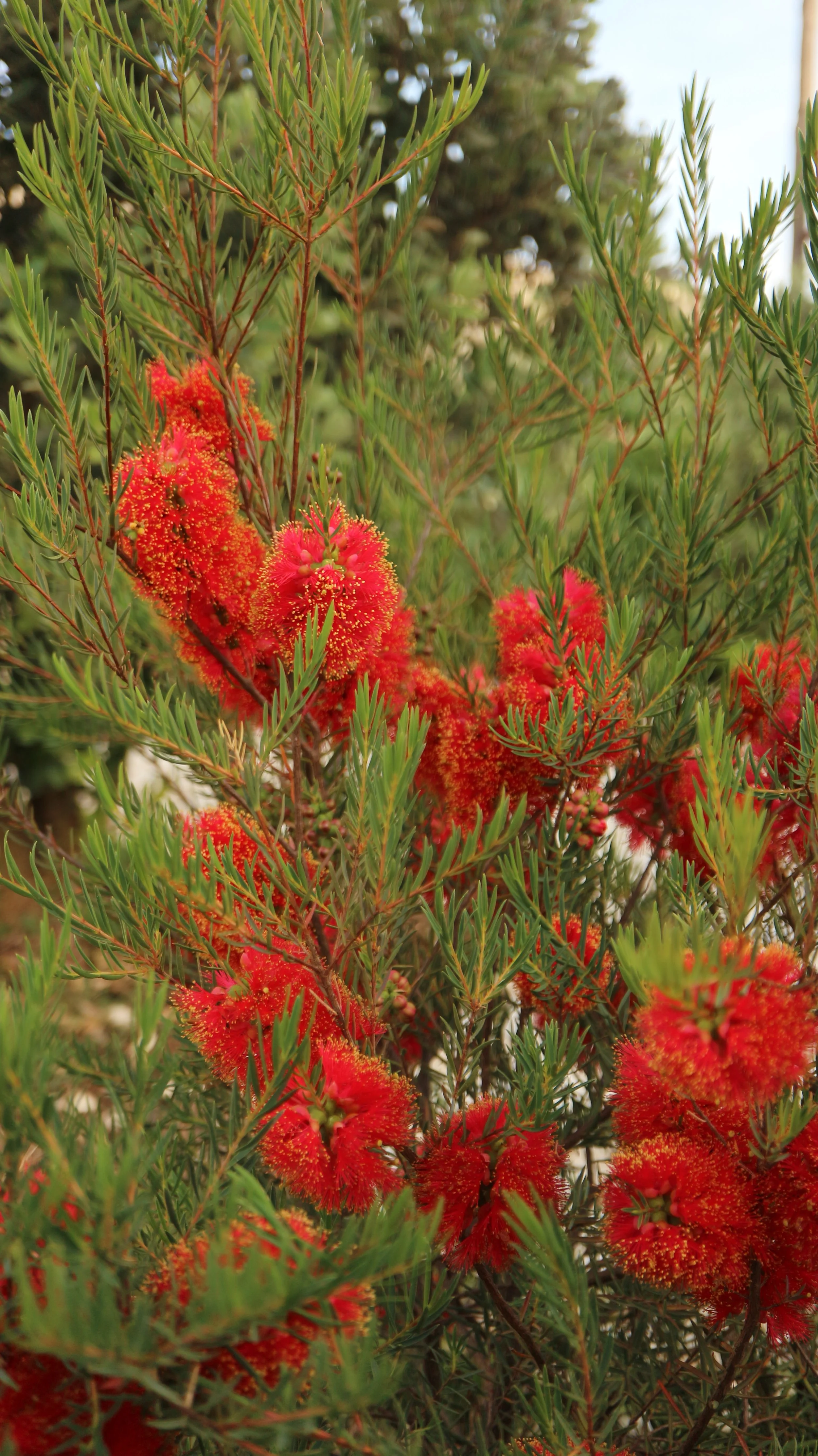 Melaleuca fulgens - Red Form / Myrtaceae / Australia