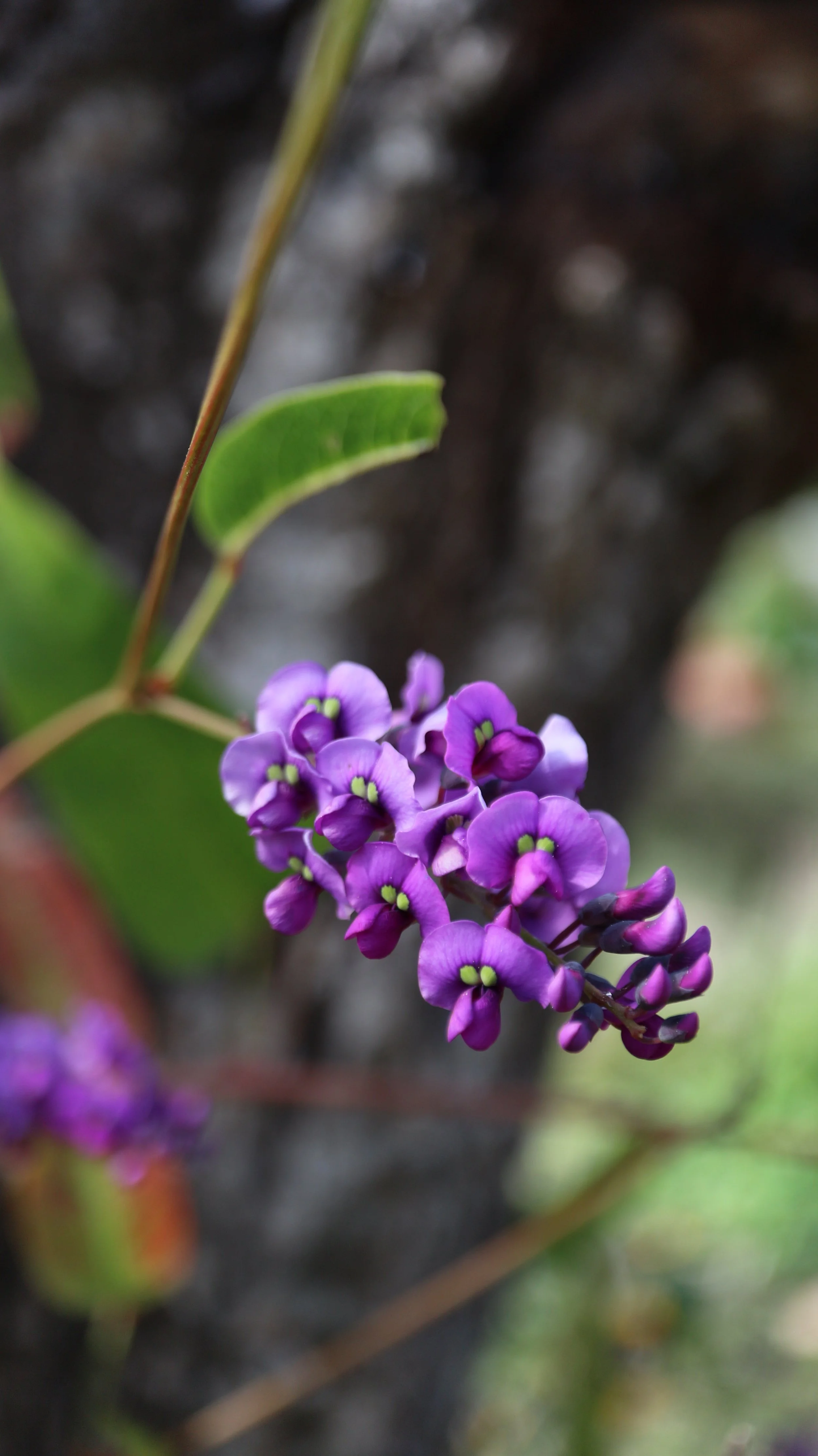Hardenbergia violacea / Fabaceae / E Australia