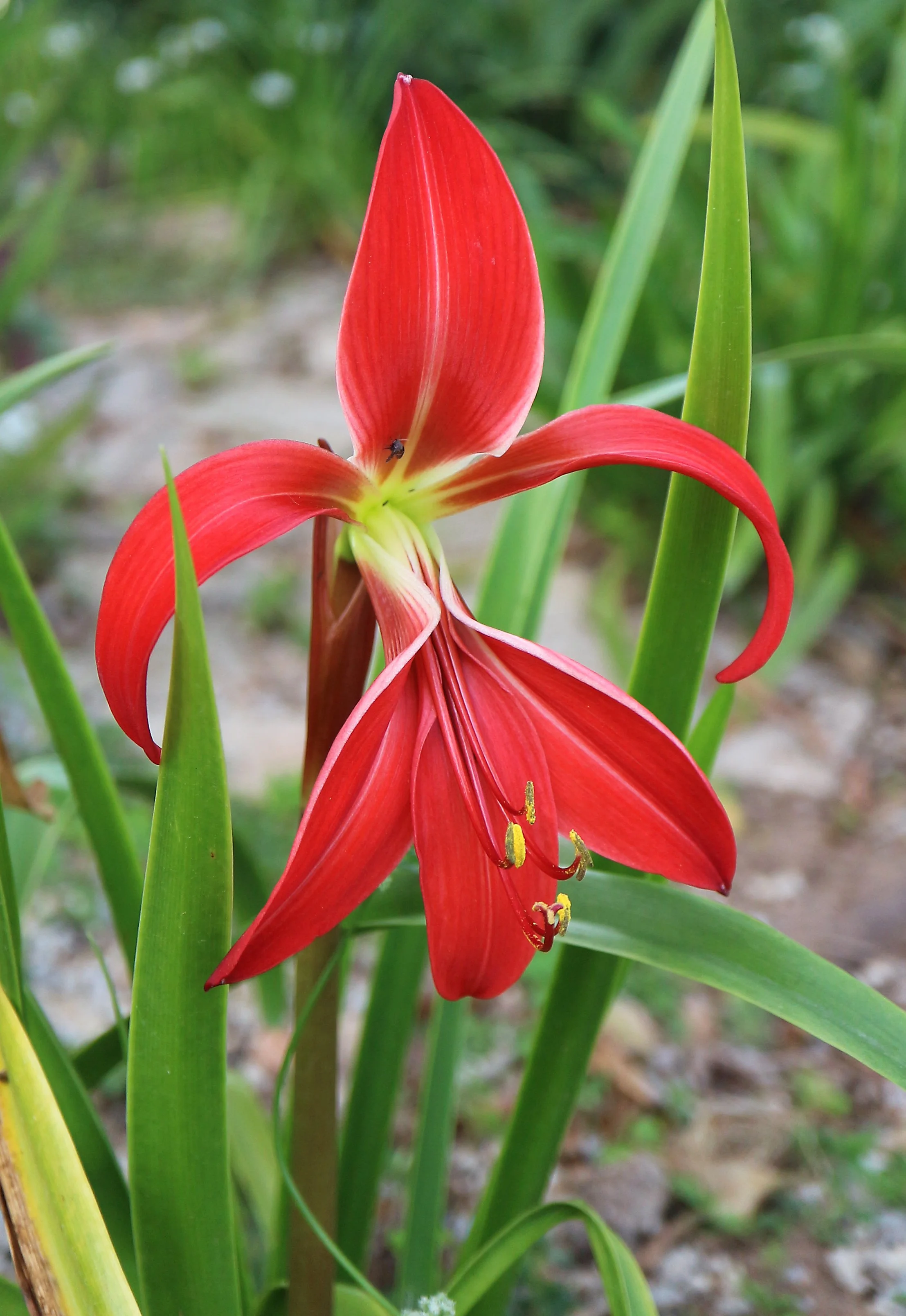 Sprekelia formosissima / Amaryllidaceae / México