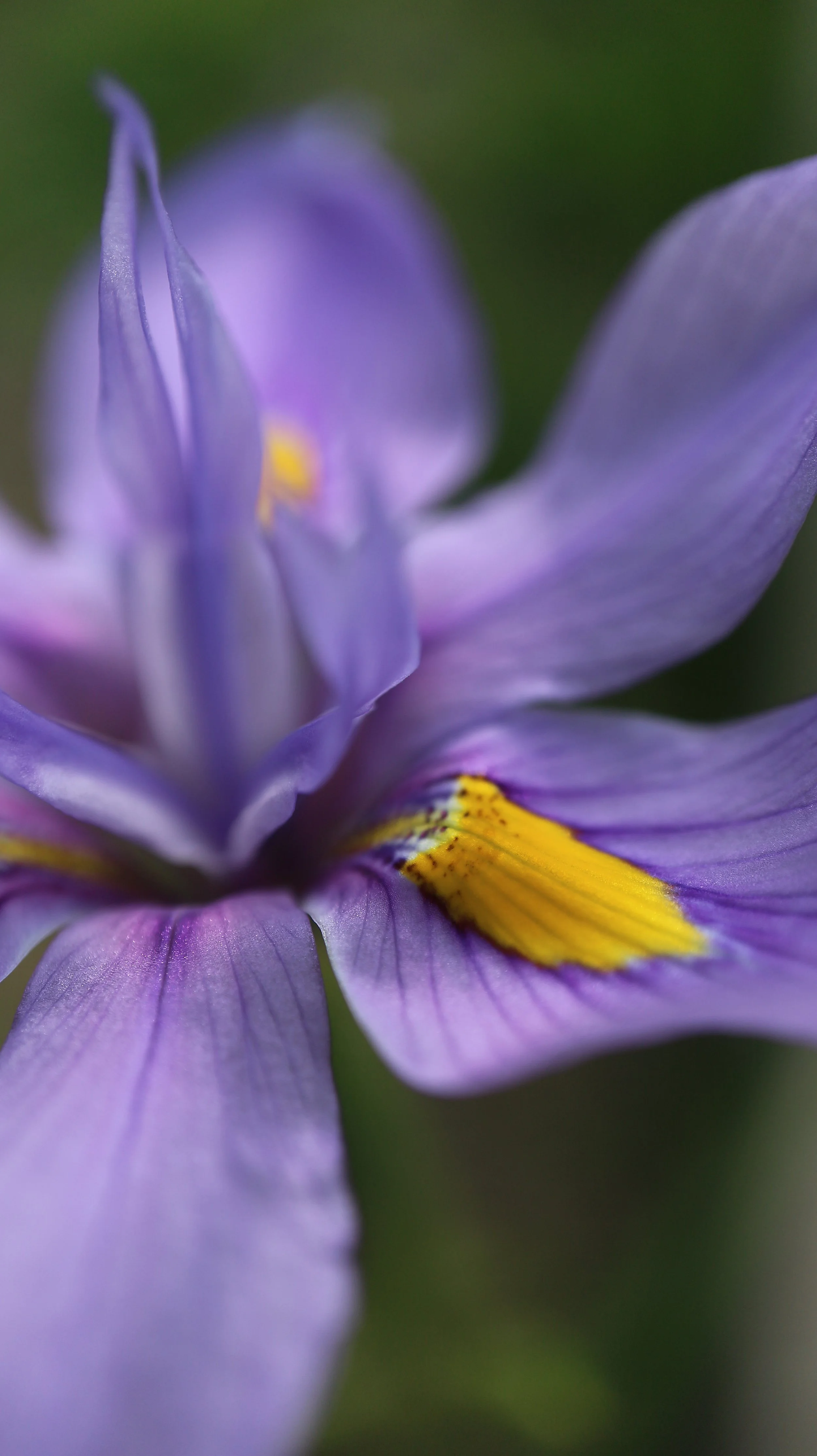 Moraea polystachia / Iridaceae / SW Cape, South Africa
