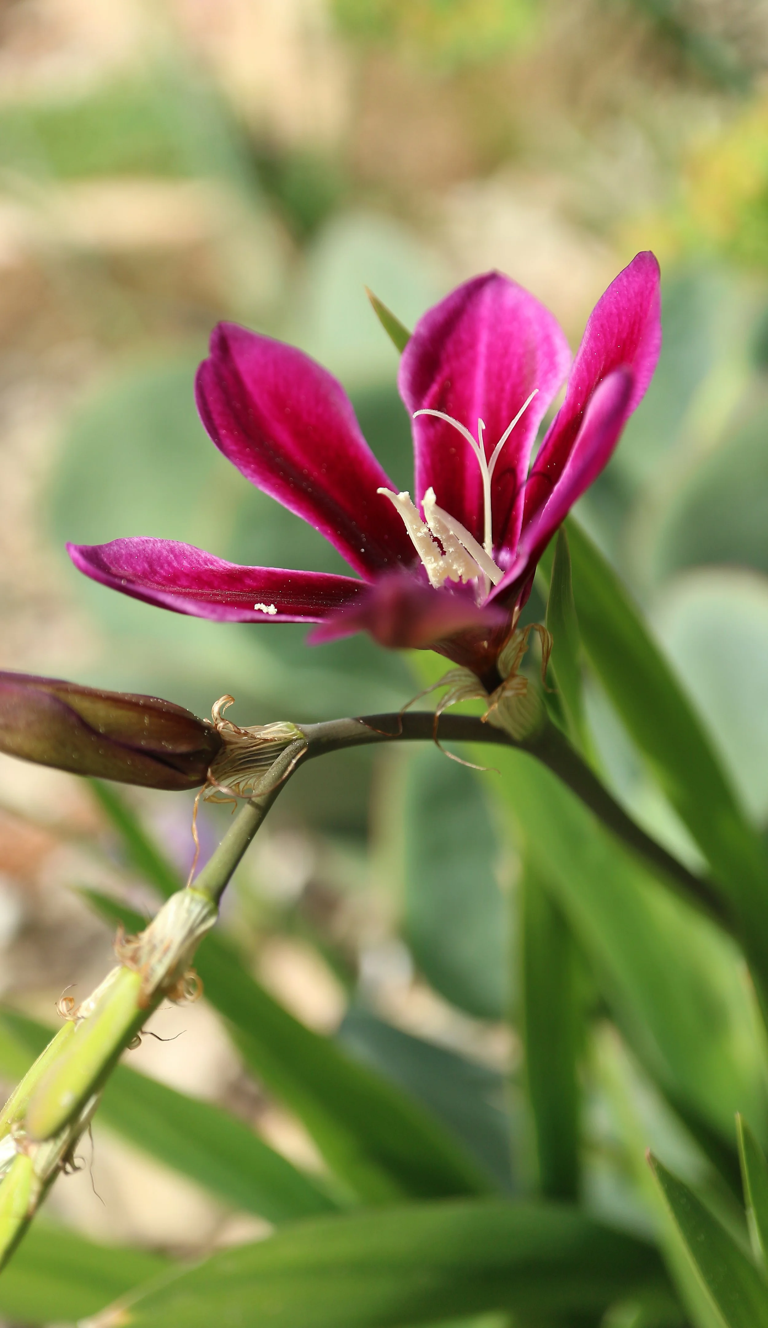 Sparaxis grandiflora / Iridaceae / W Cape, South Africa