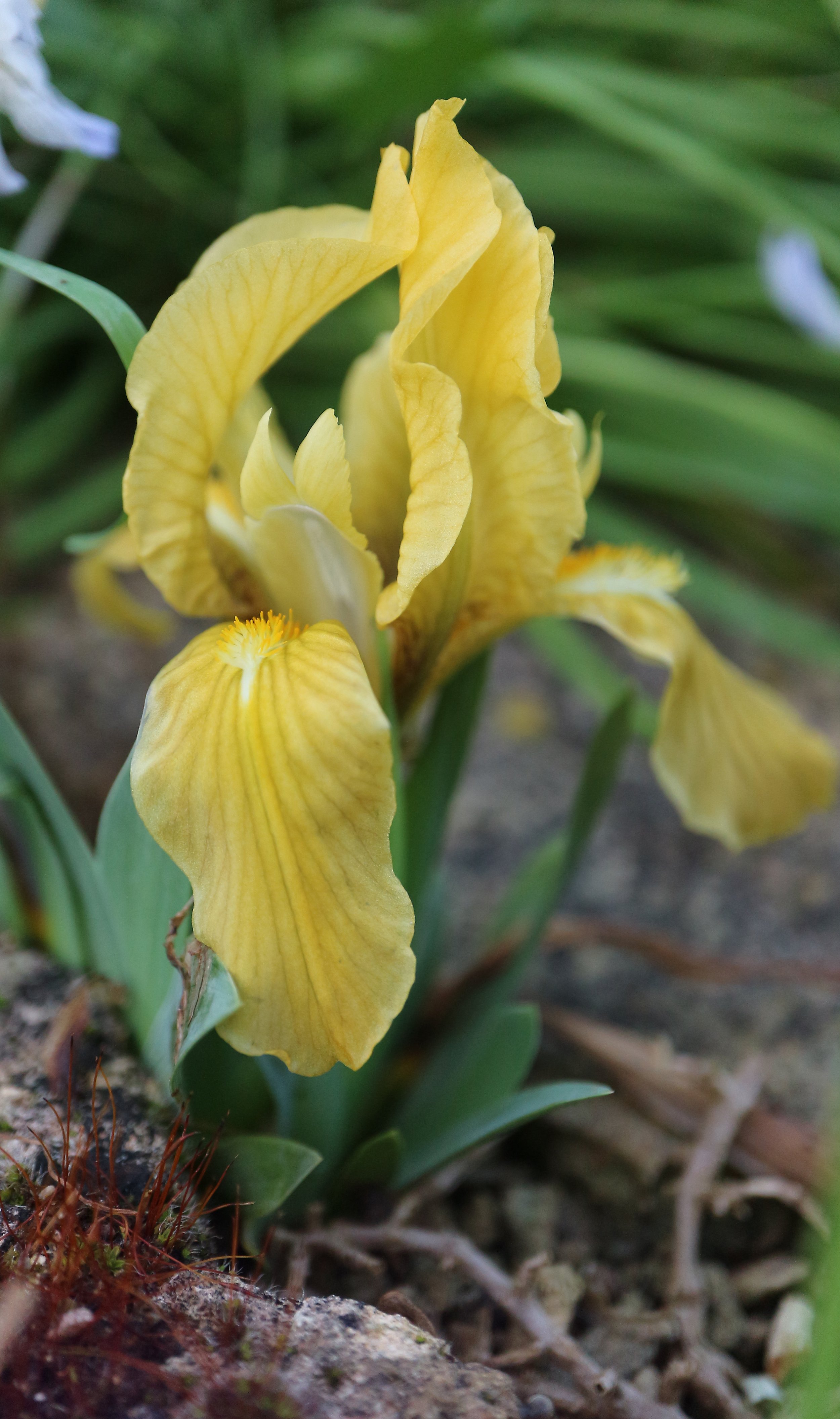 Iris pumila / Iridaceae / W Mediterranean