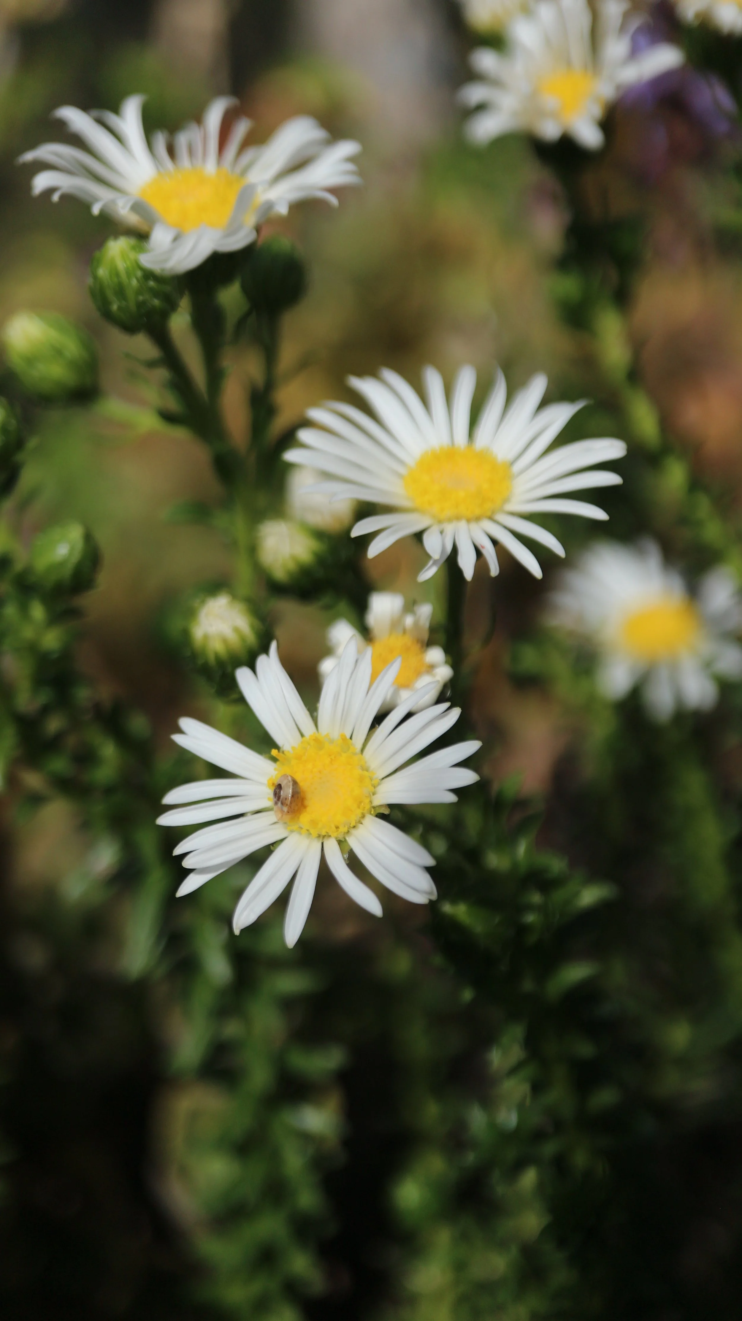 Asteraceae sp / South Africa
