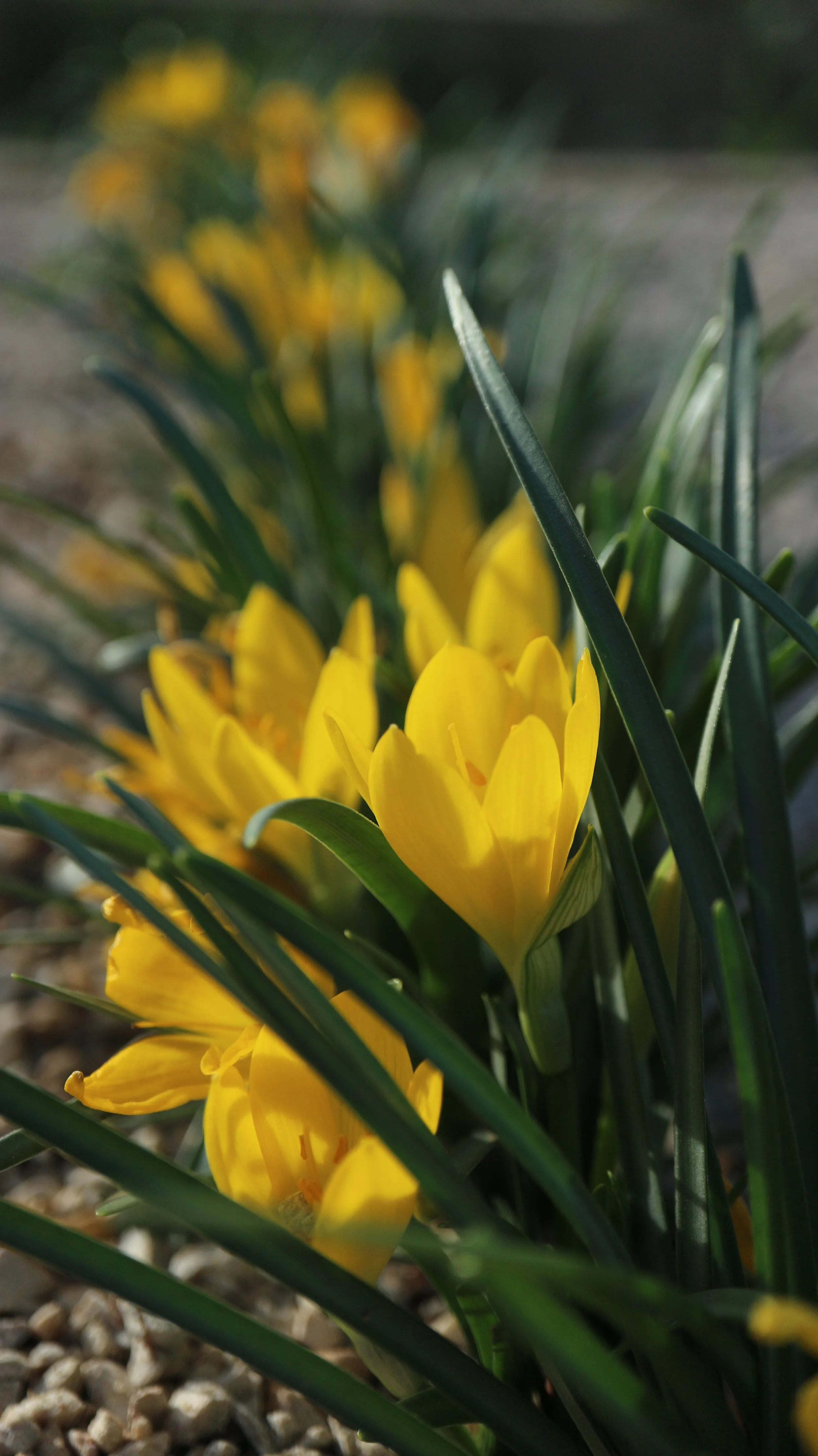 Sternbergia sicula / Amaryllidaceae / Mediterranean Region