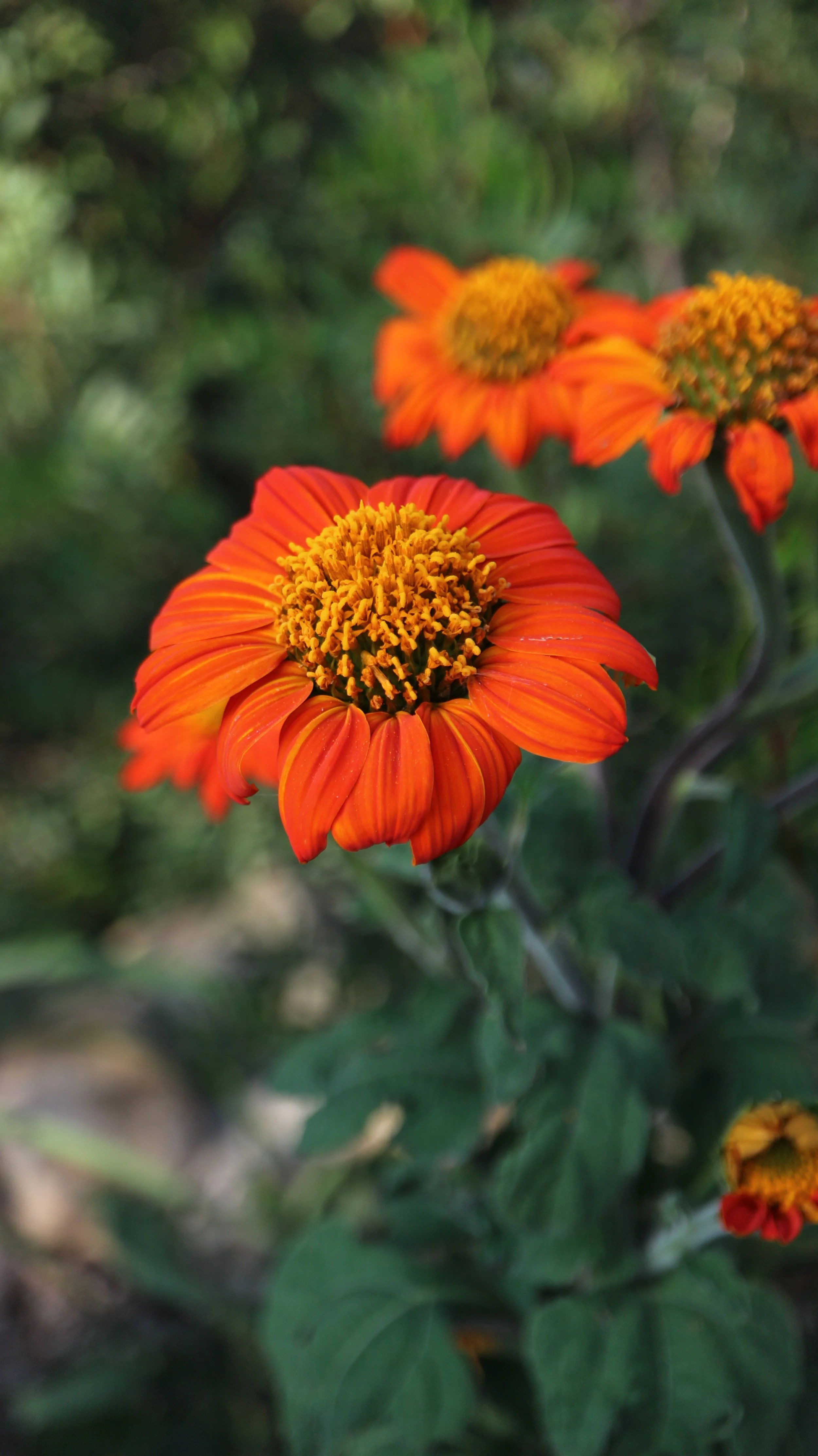 Thitonia rotundifolia / Asteraceae / Central America