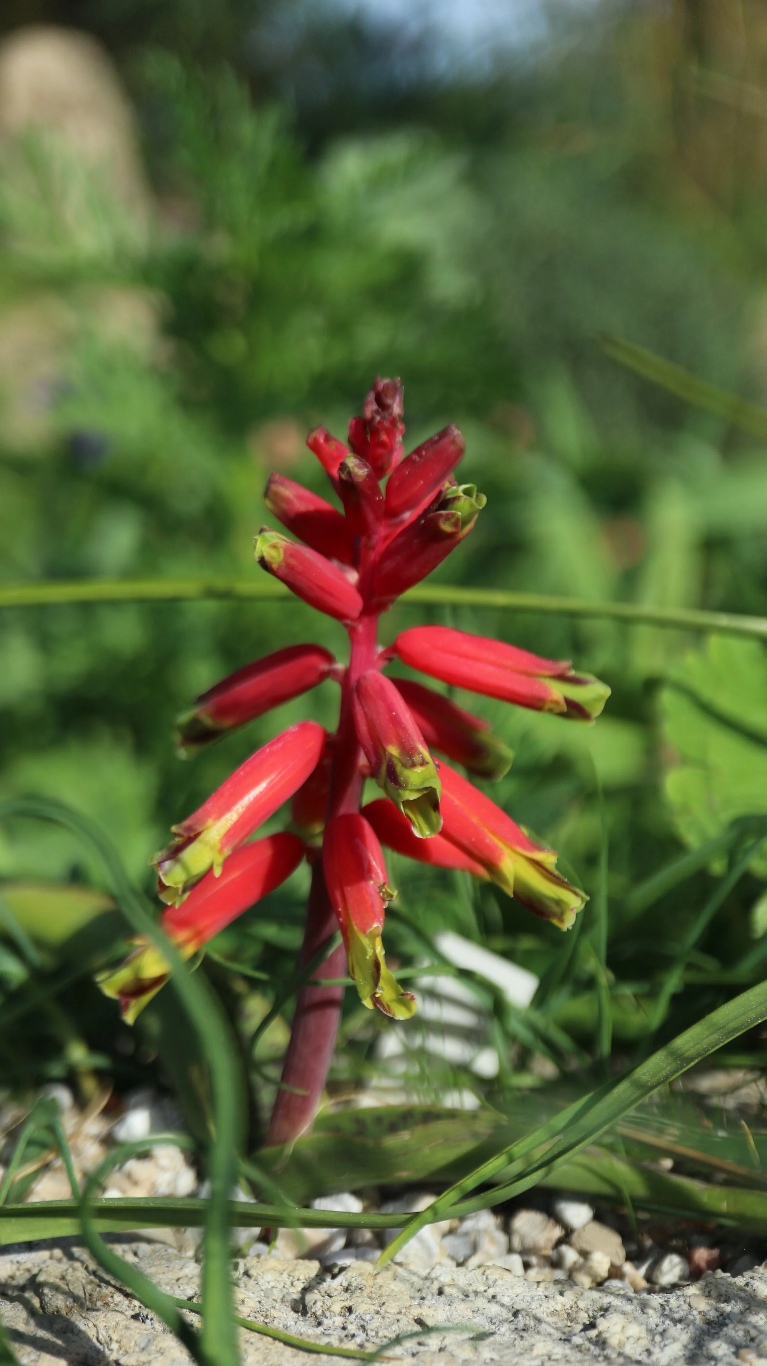 Lachenalia 'Rosabeth' / Scilloideae