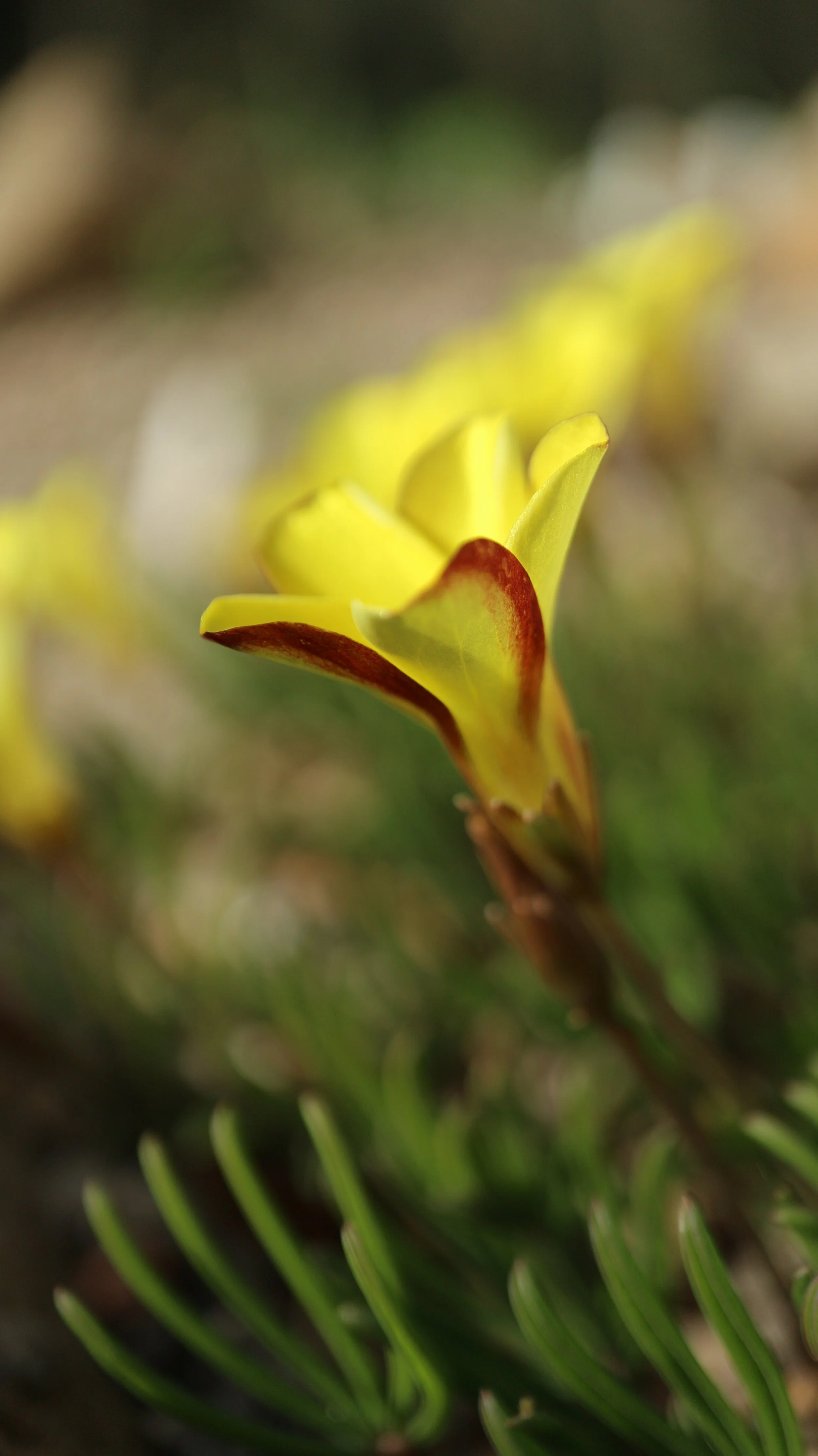 Oxalis 'Golden Cape' / Oxalidaceae 