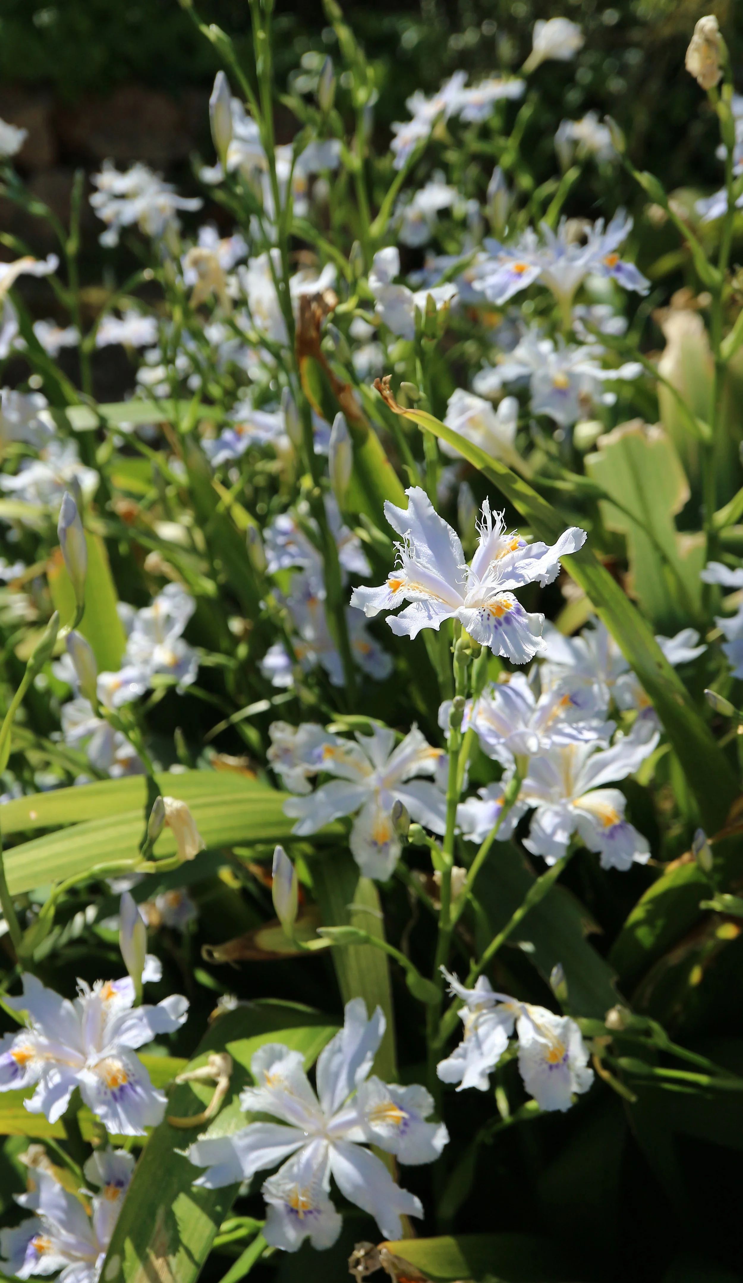 Iris japonica / Iridaceae / Japan, China