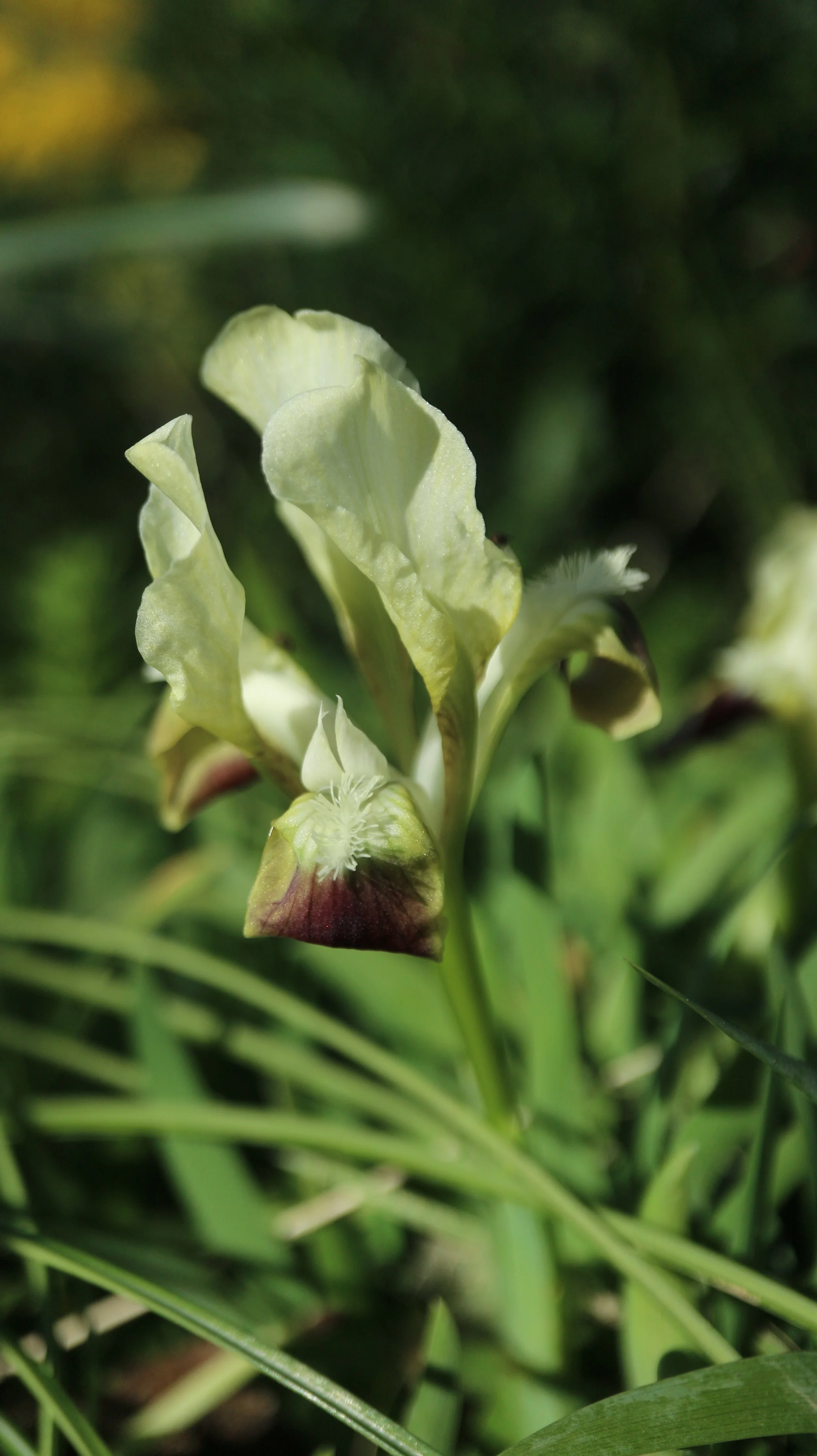 Iris attica / Iridaceae / E Mediterranean