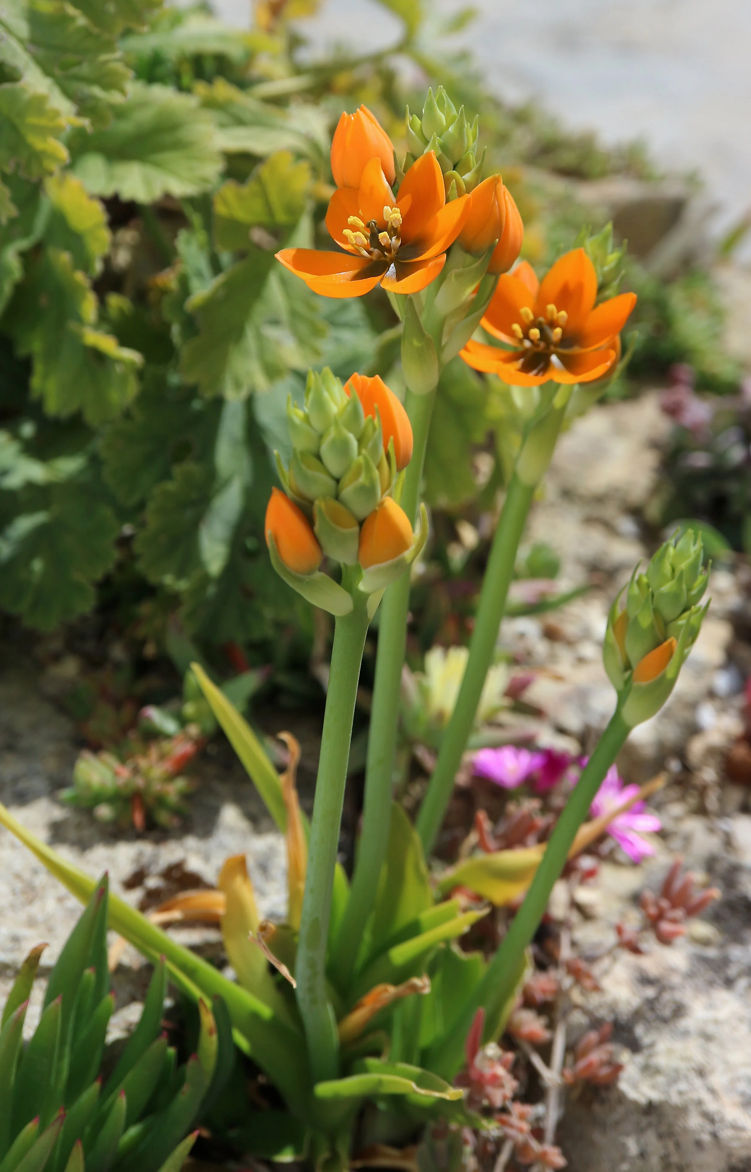 Ornithogalum dubium / Scilloideae / W Cape, Souht Africa