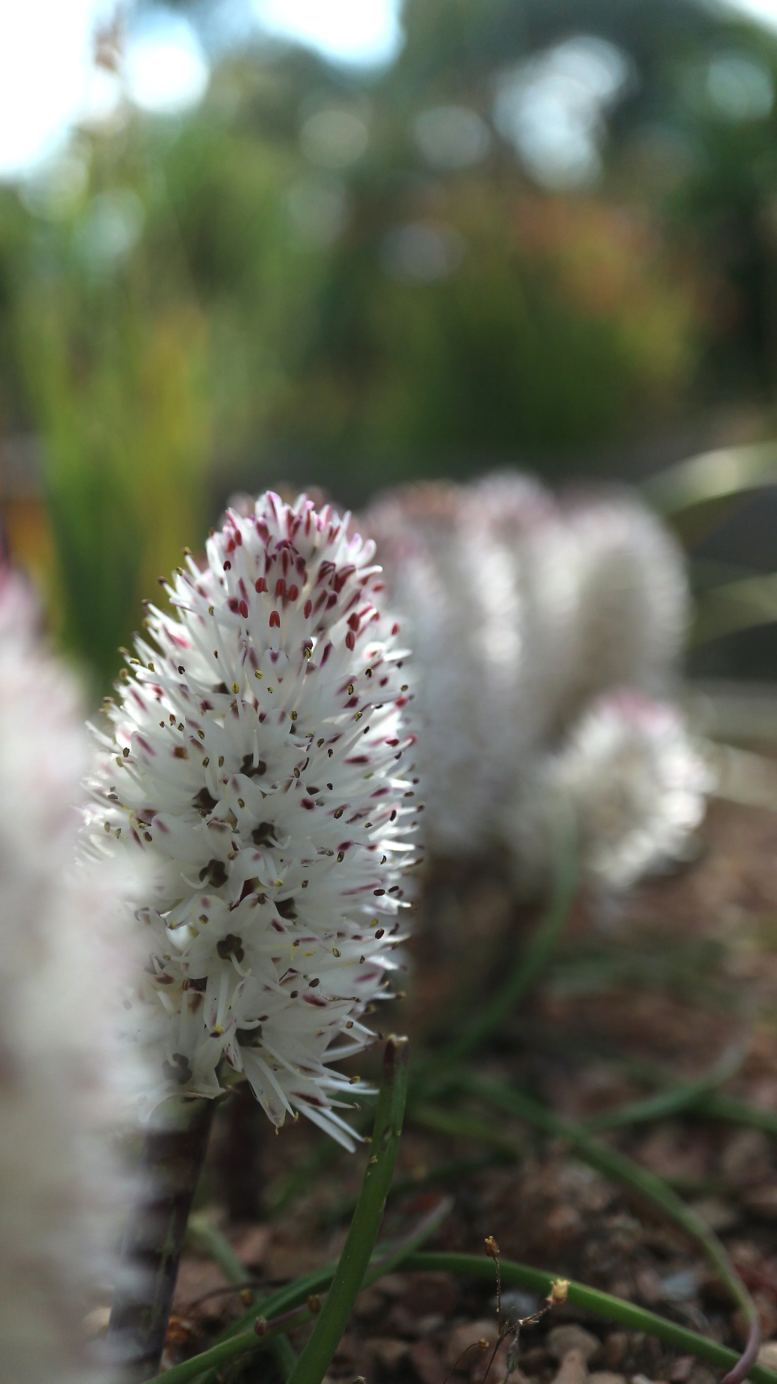 Lachenalia multiflora / Scilloideae / SW Cape, South Africa