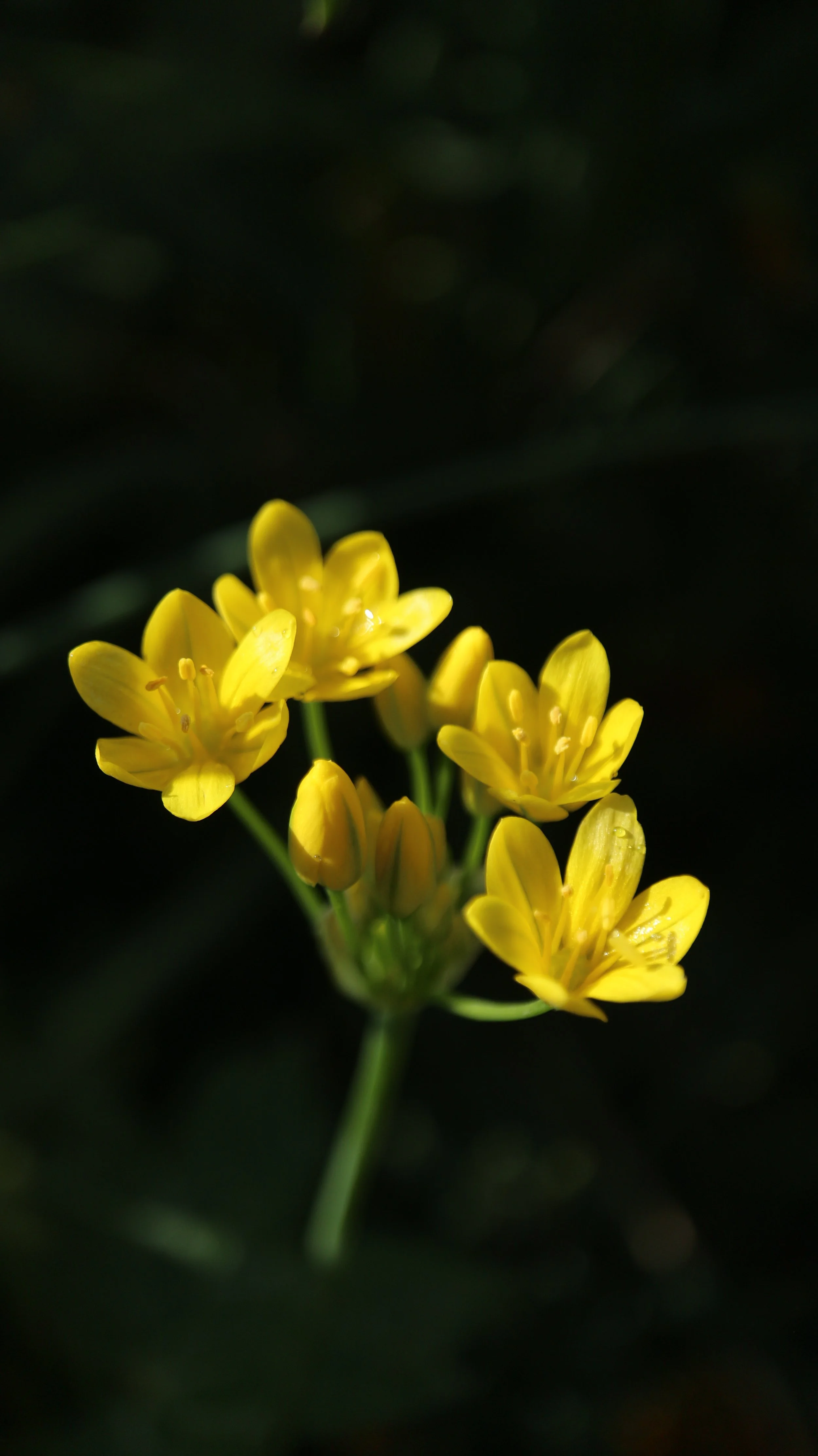 Triteleia lemmoniae / Brodiaoideae / California