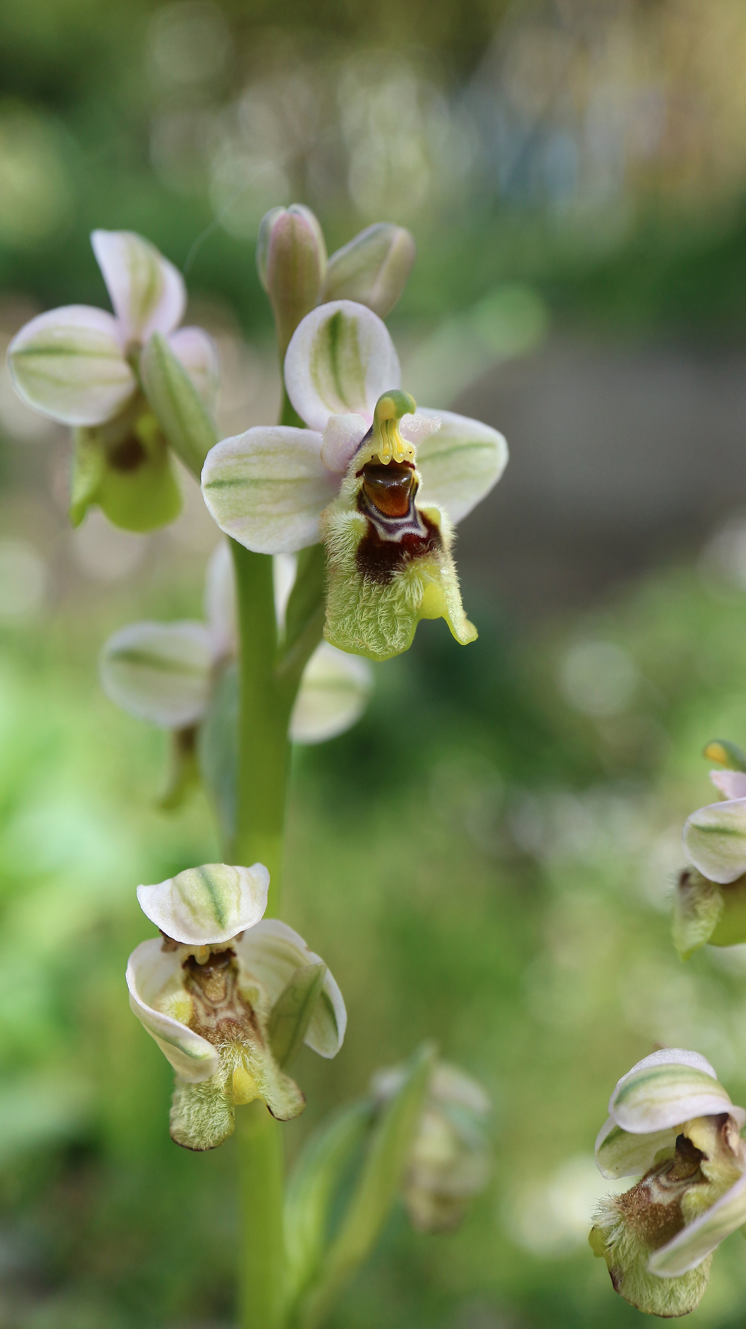 Ophrys ulissae / Orchidaceae / Mediterranean Region