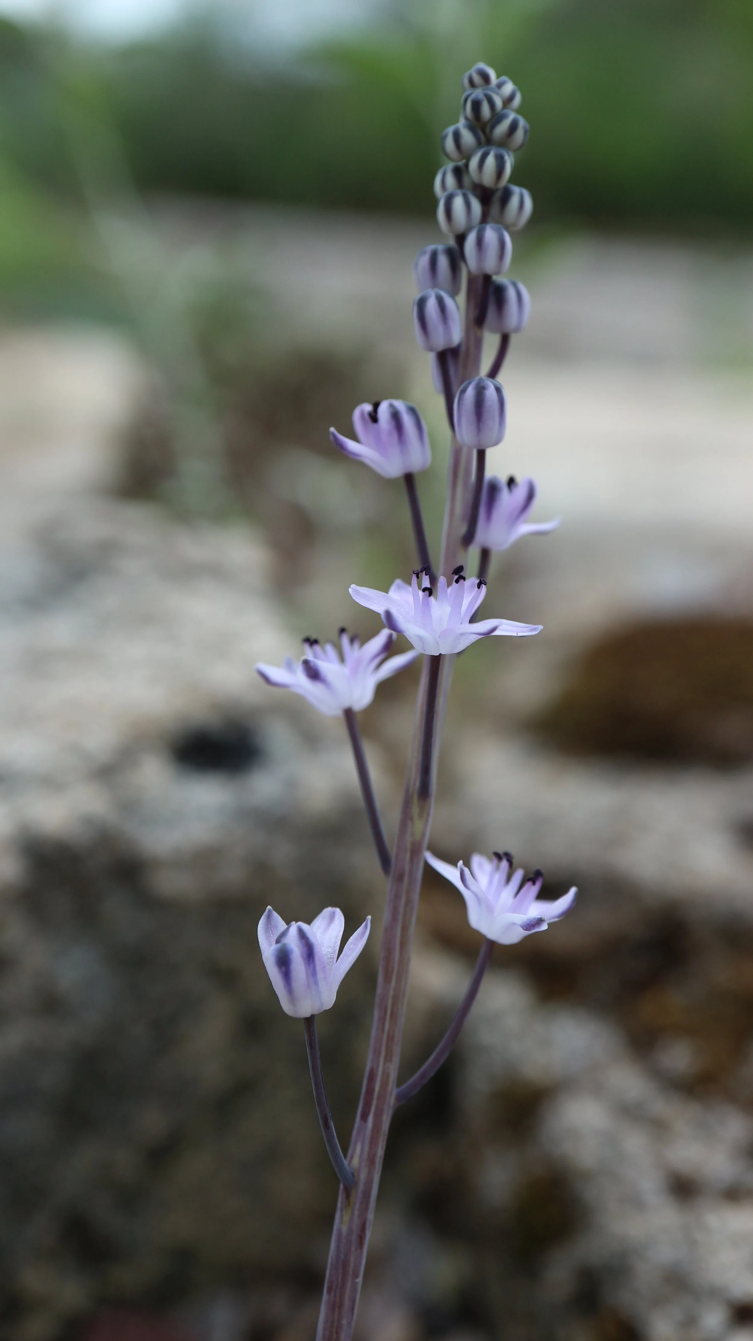 Prospero sp (ex Algarve) / Scilloideae / Mediterranean Region