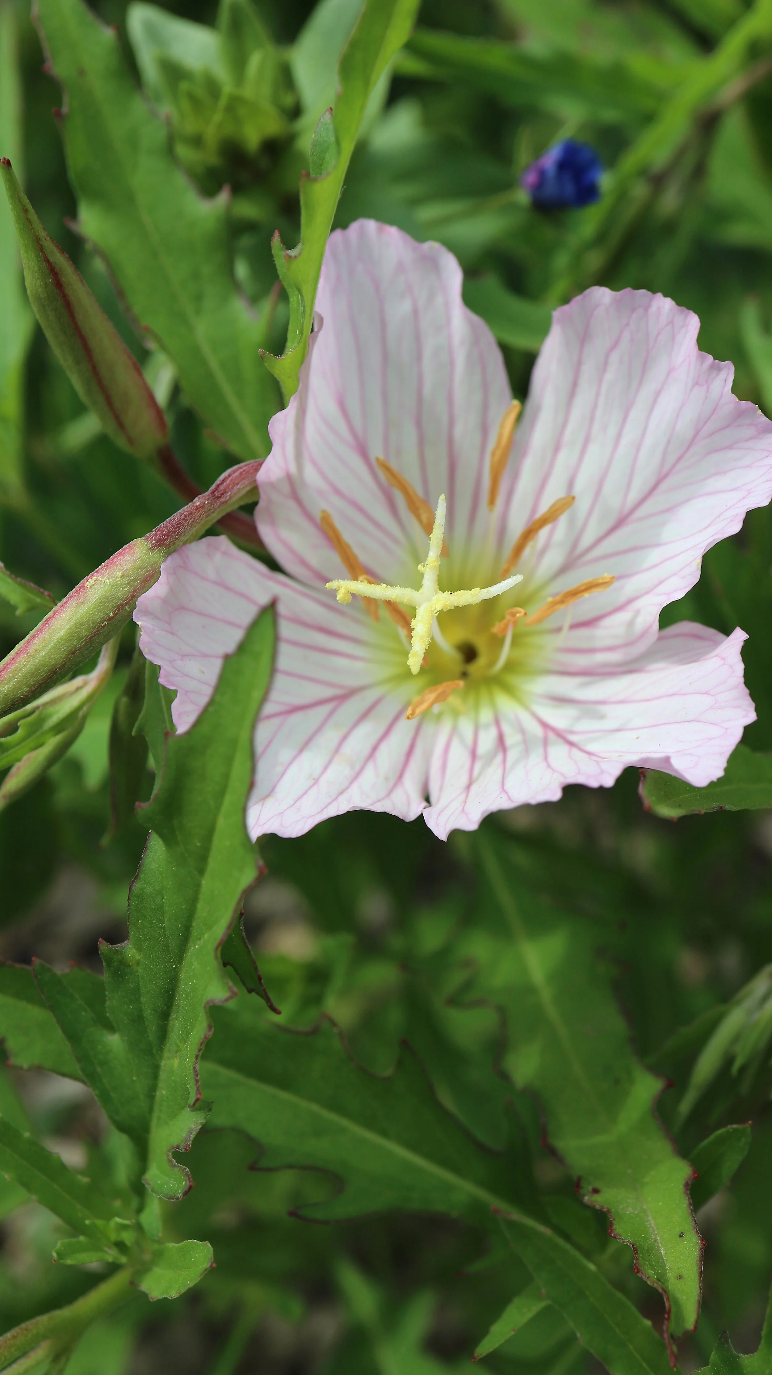 Oenothera speciosa / Onagraceae / USA