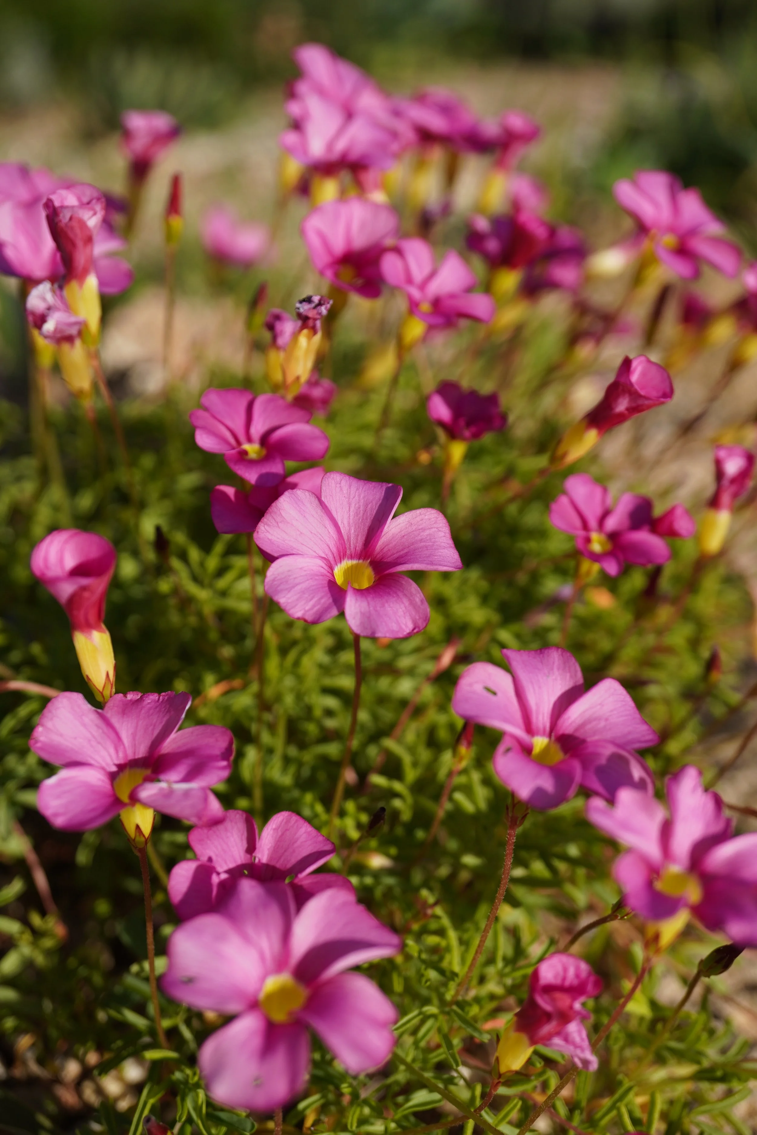 Oxalis glabra / Oxalidaceae / SW Cape, South Africa