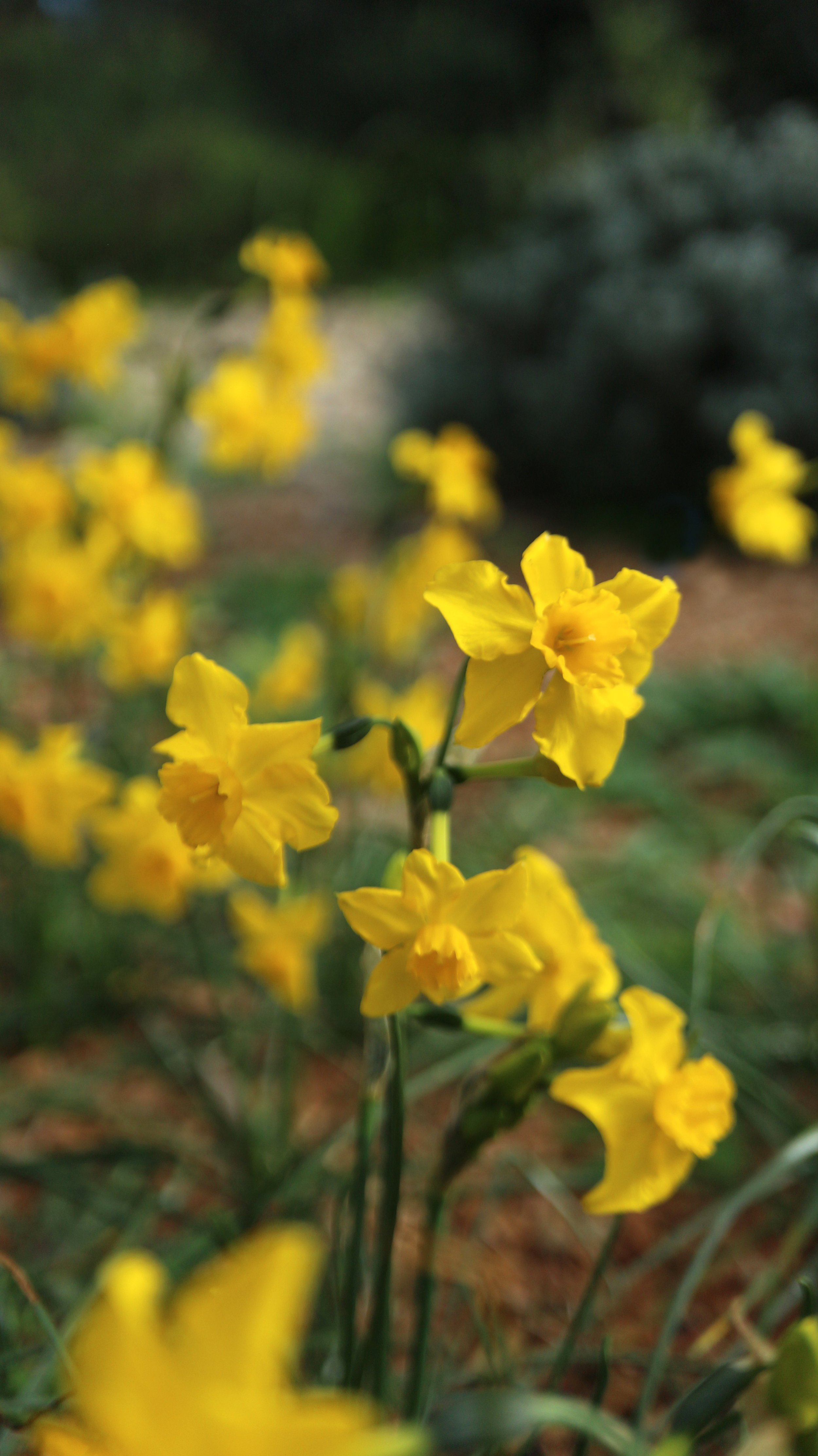 Narcissus jonquilla susbp. cerrolazae (ex Cádiz) / Amaryllidaceae / Iberian Peninsula