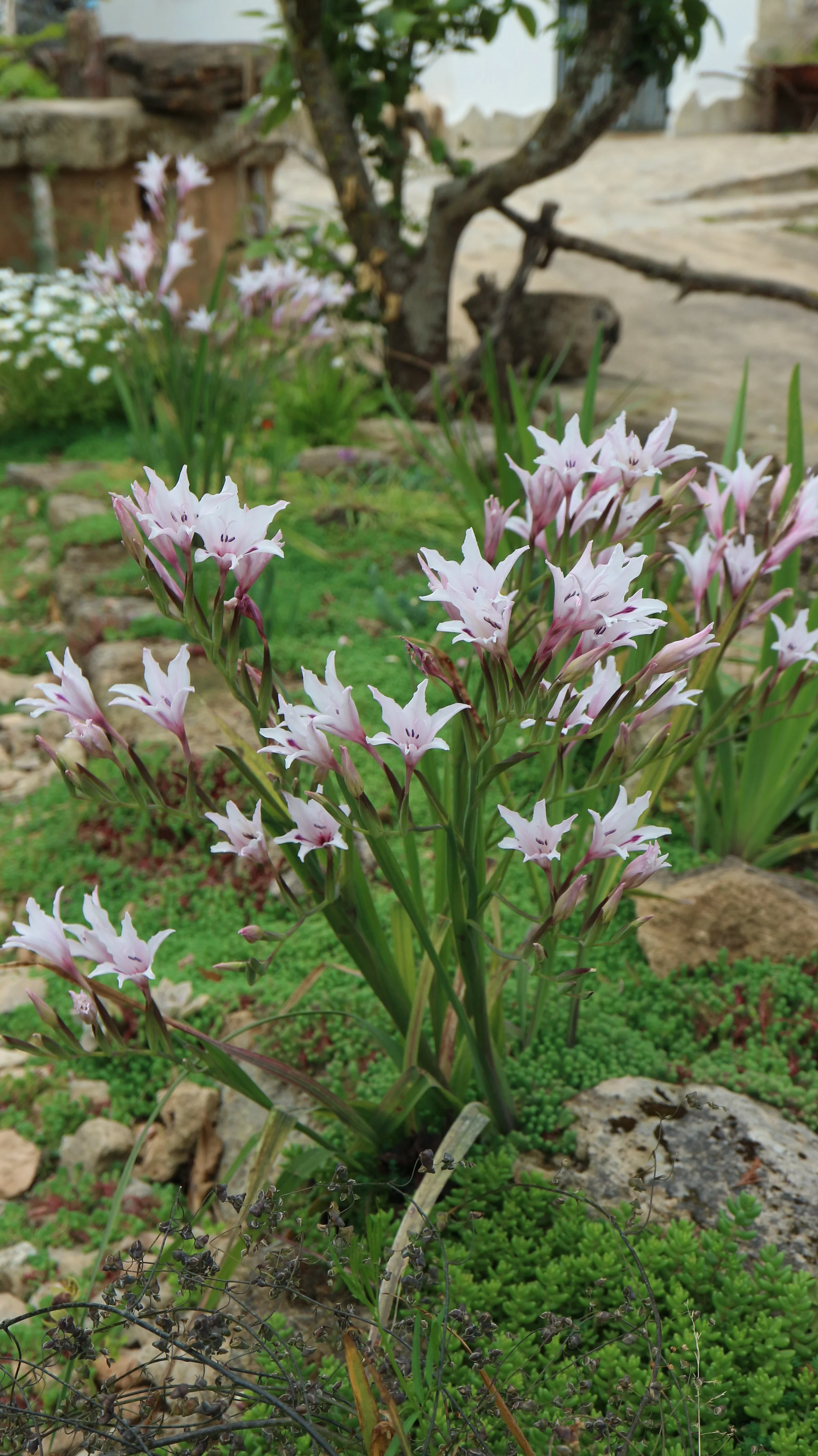 Gladiolus aquamontanus / Iridaceae / Sgm Cape, South africa