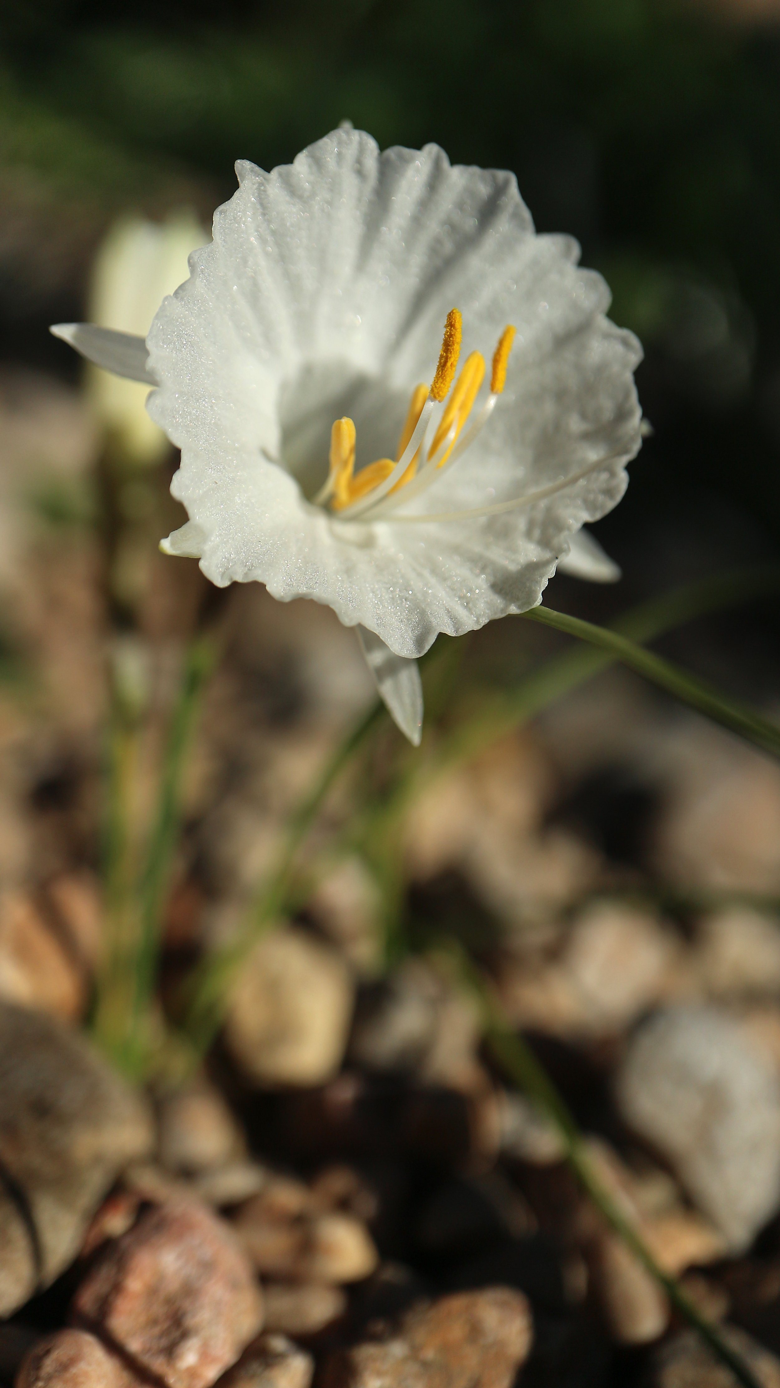 Narcissus cantabricus (ex Morocco) / Amaryllidaceae / Iberian Peninsula, Morocco