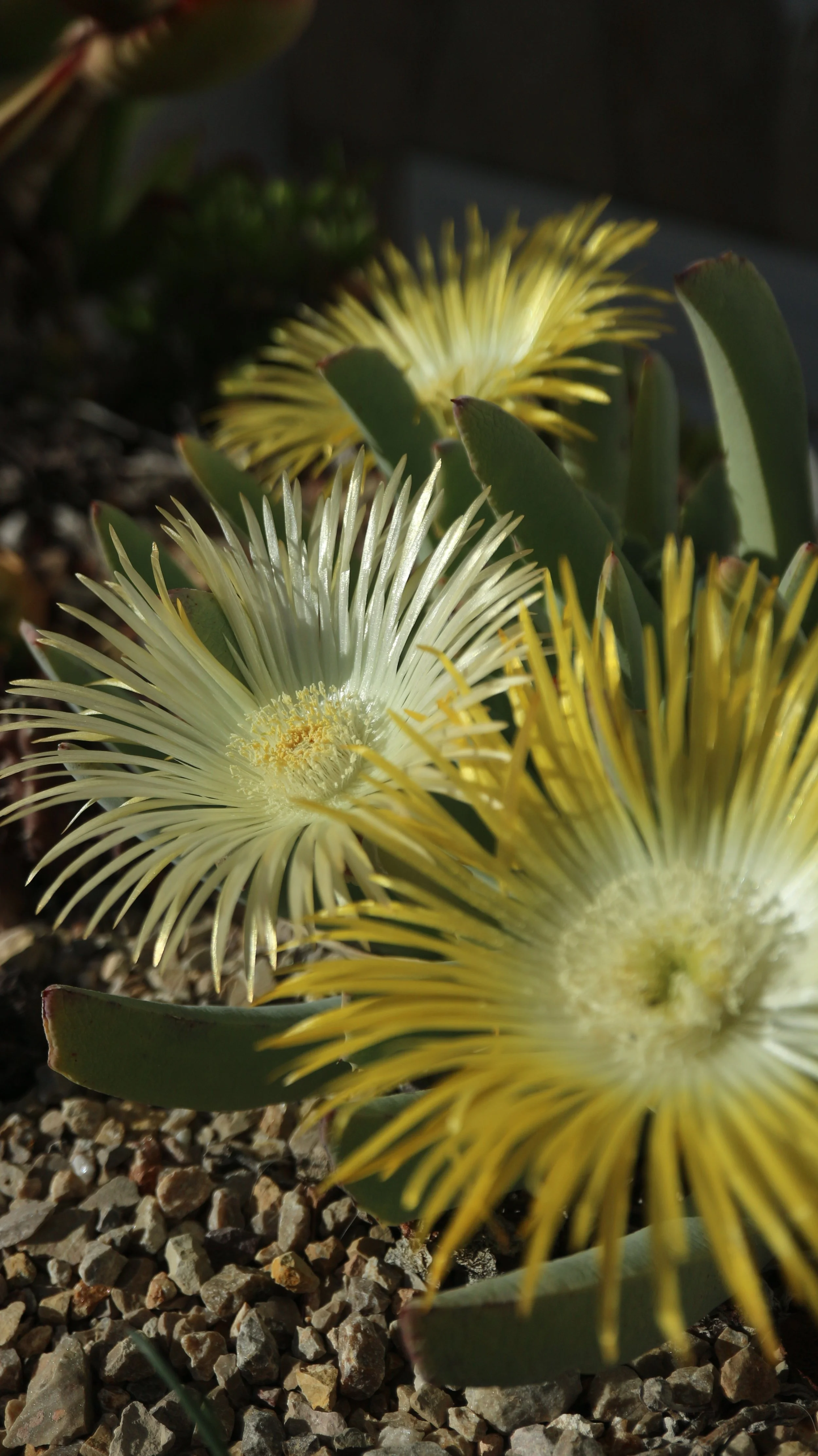 Cheiridopsis candidissima / Aizoaceae / South Africa