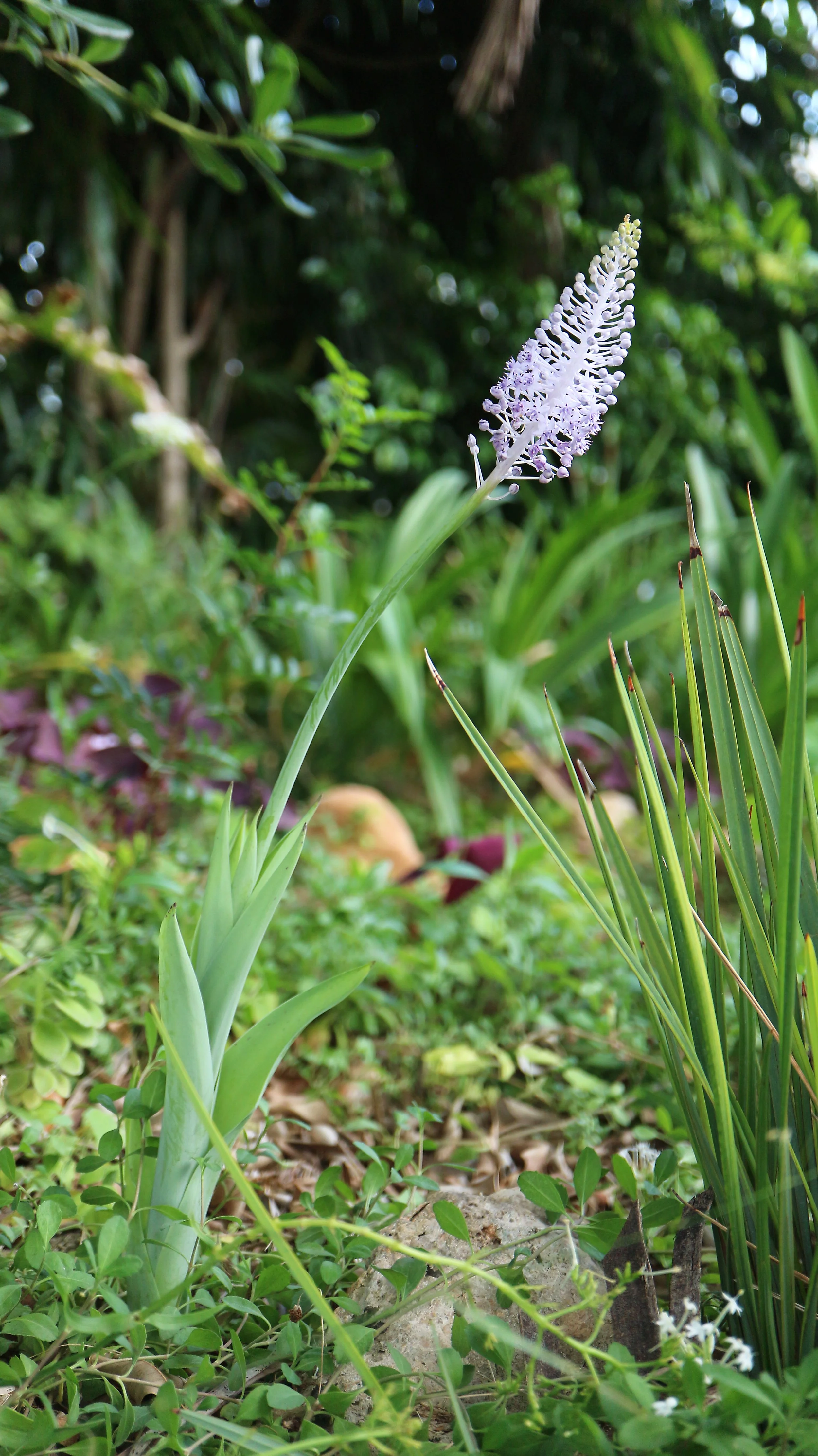 Scilla maderensis - syn: Autonoe maderensis / Scilloideae / Madeira archipelago