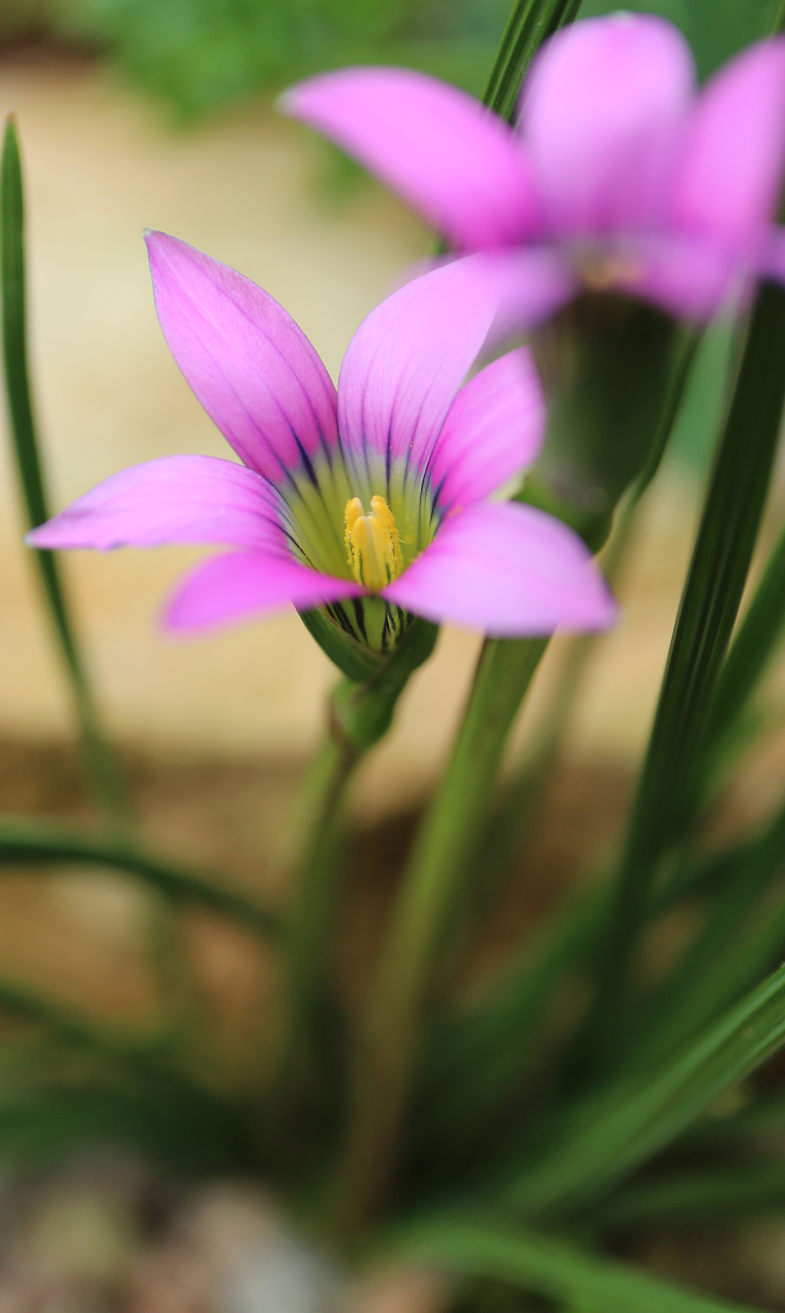Romulea rosea / Iridaceae / SW Cape, South Africa