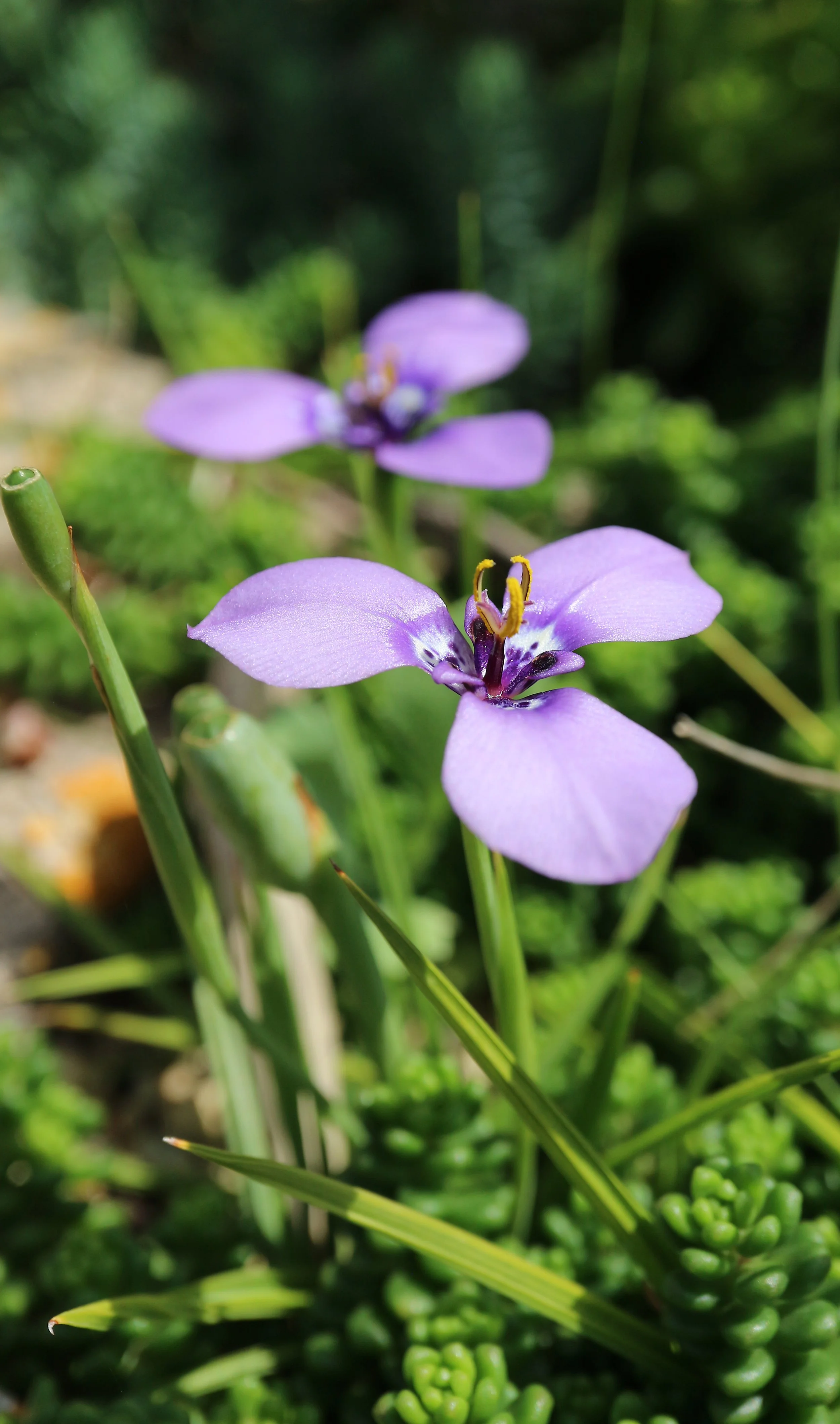 Herbertia lahue / Iridaceae / Texas, Uruguay, Chile