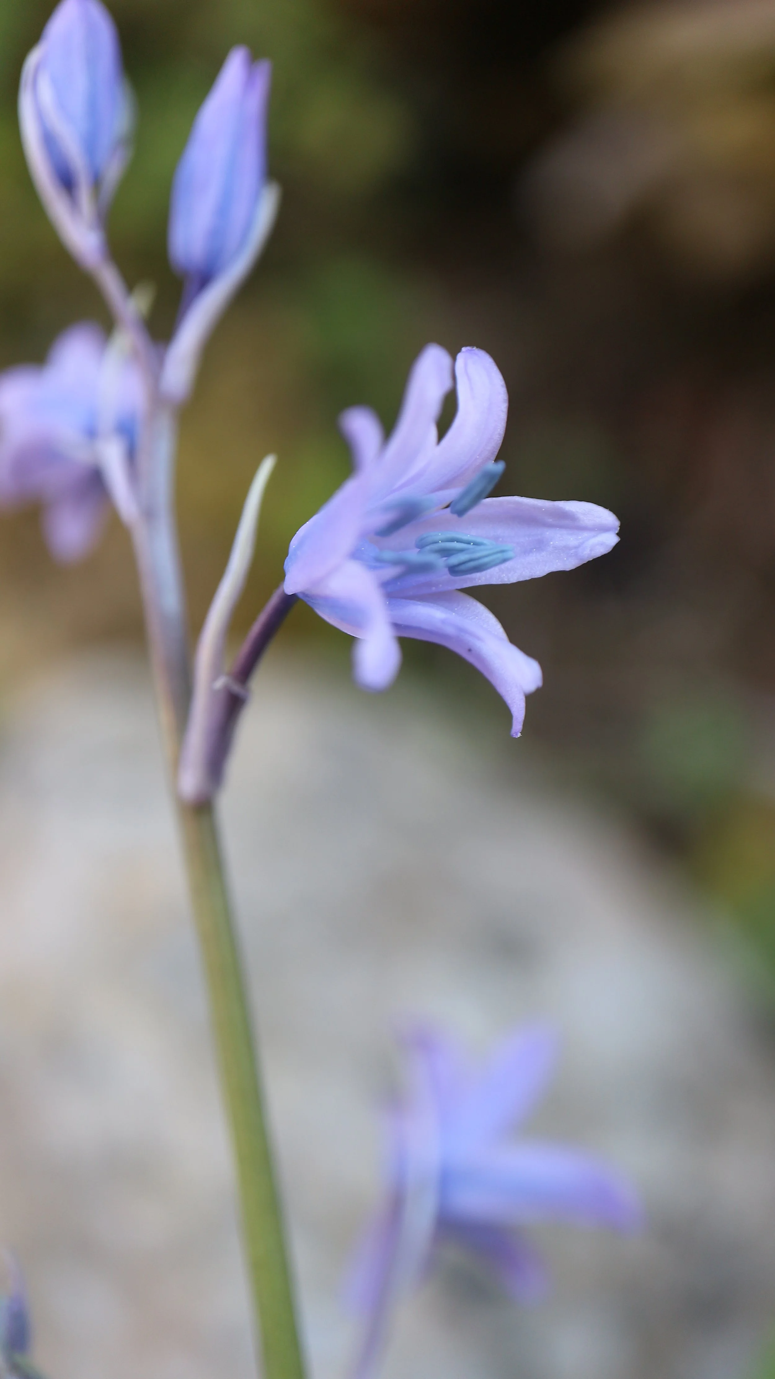 Hyacinthoides italica (ex Andalucía) / Scilloideae / Iberian Peninsula