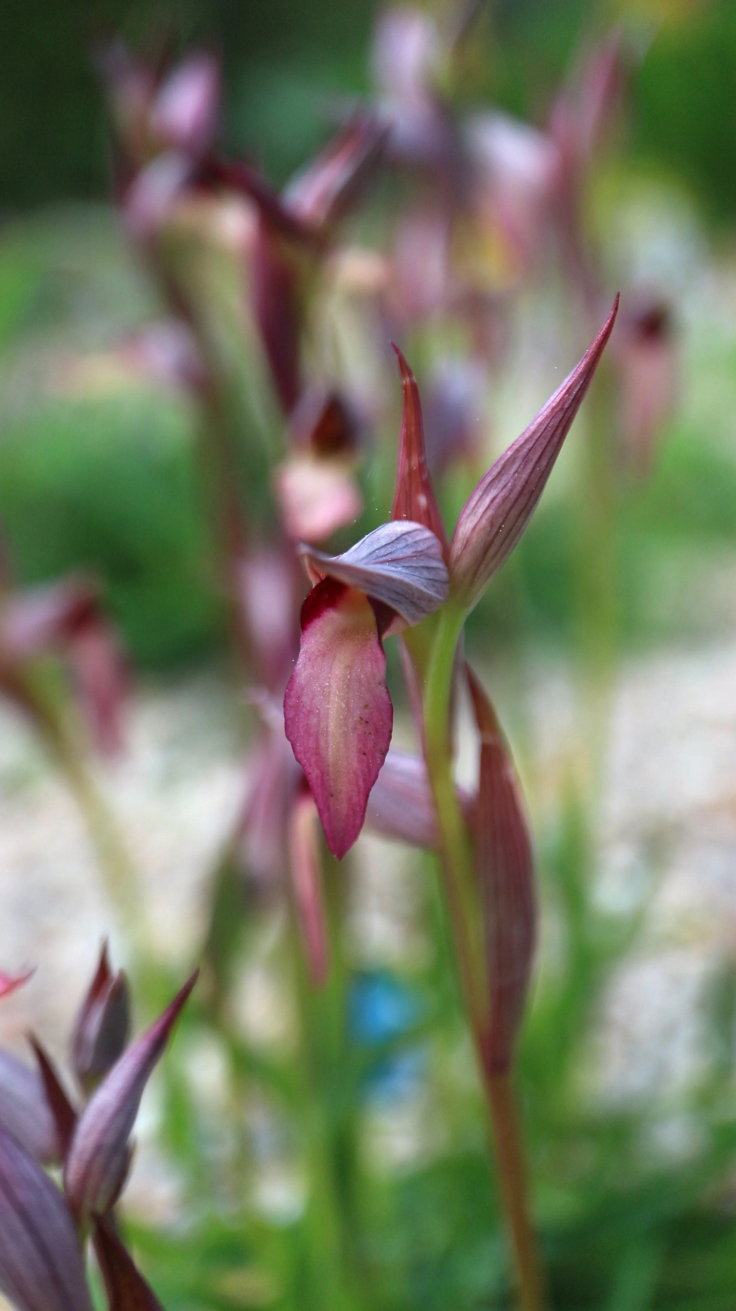 Serapias lingua (ex Mallorca) / Orchidaceae / Mediterranean Region