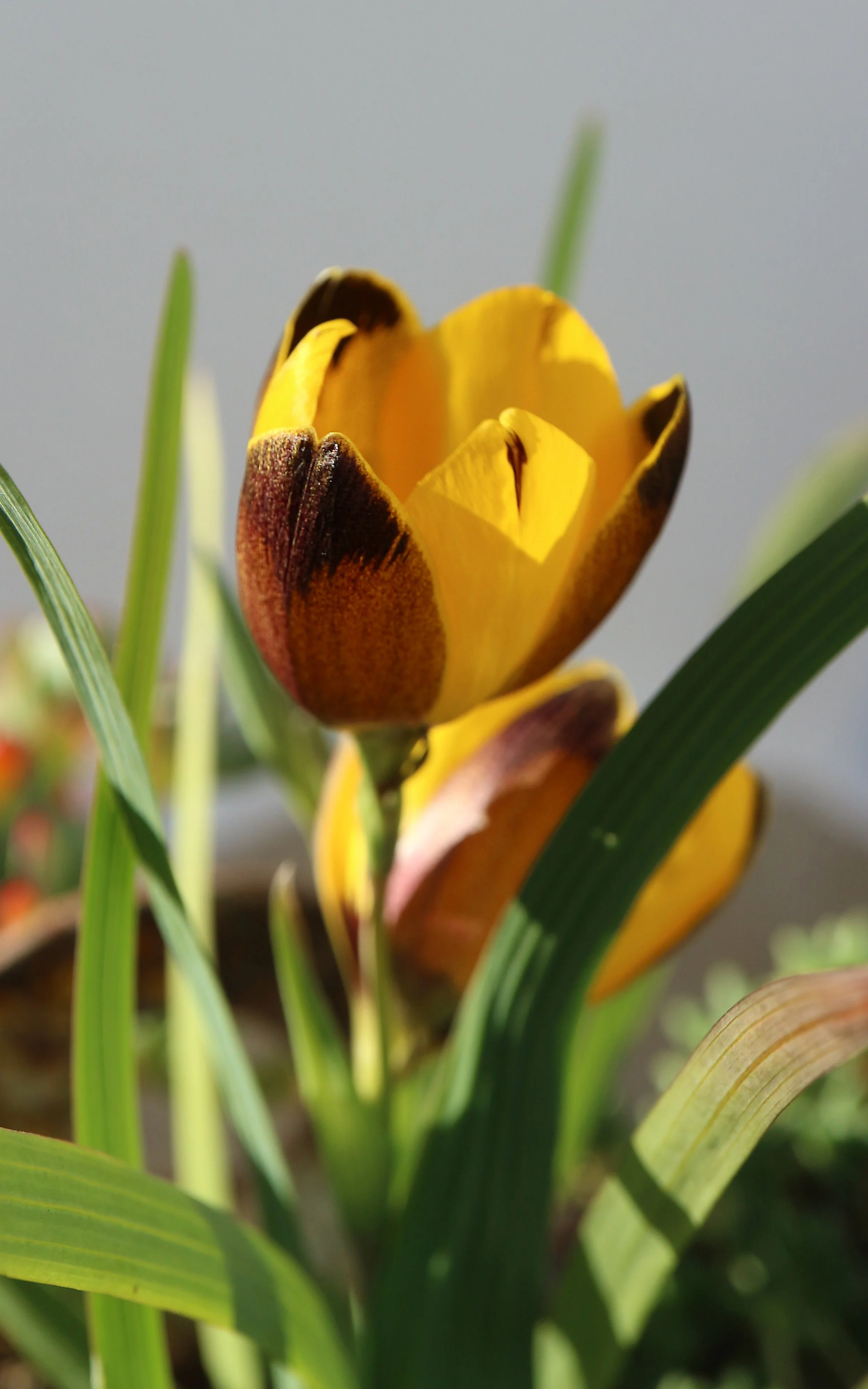 Hesperantha vaginata / Iridaceae / W Cape, South Africa