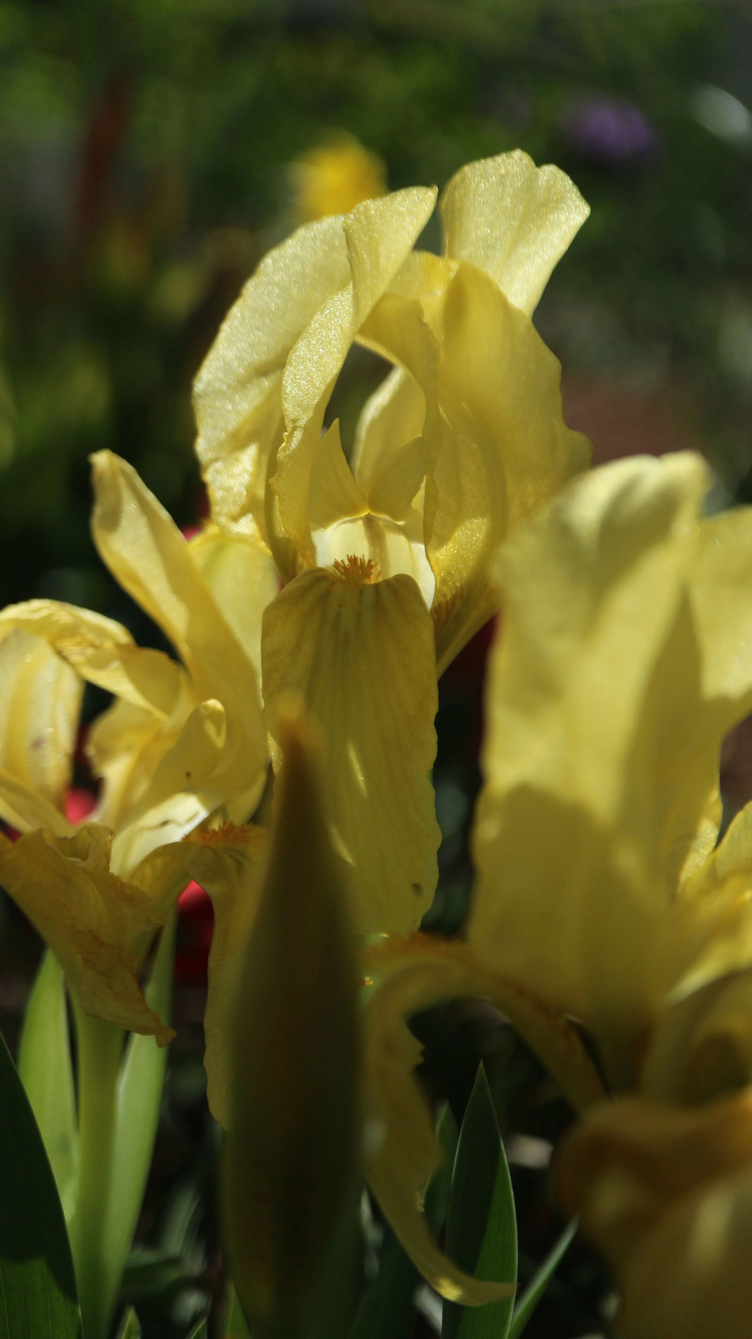 Iris lutescens (ex Montpellier) / Iridaceae / W Mediterranean