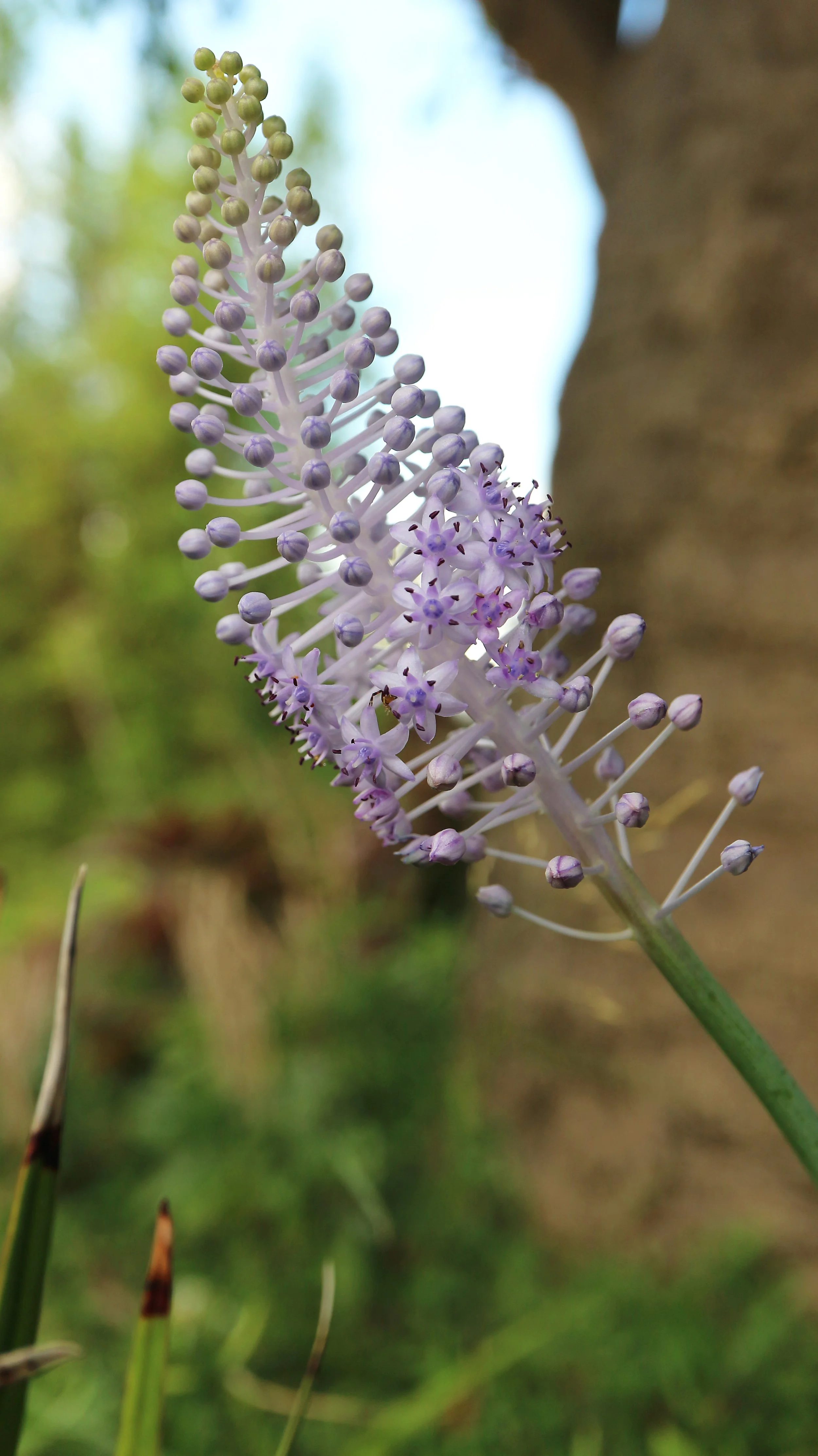 Scilla maderensis - syn: Autonoe maderensis / Scilloideae / Madeira archipelago