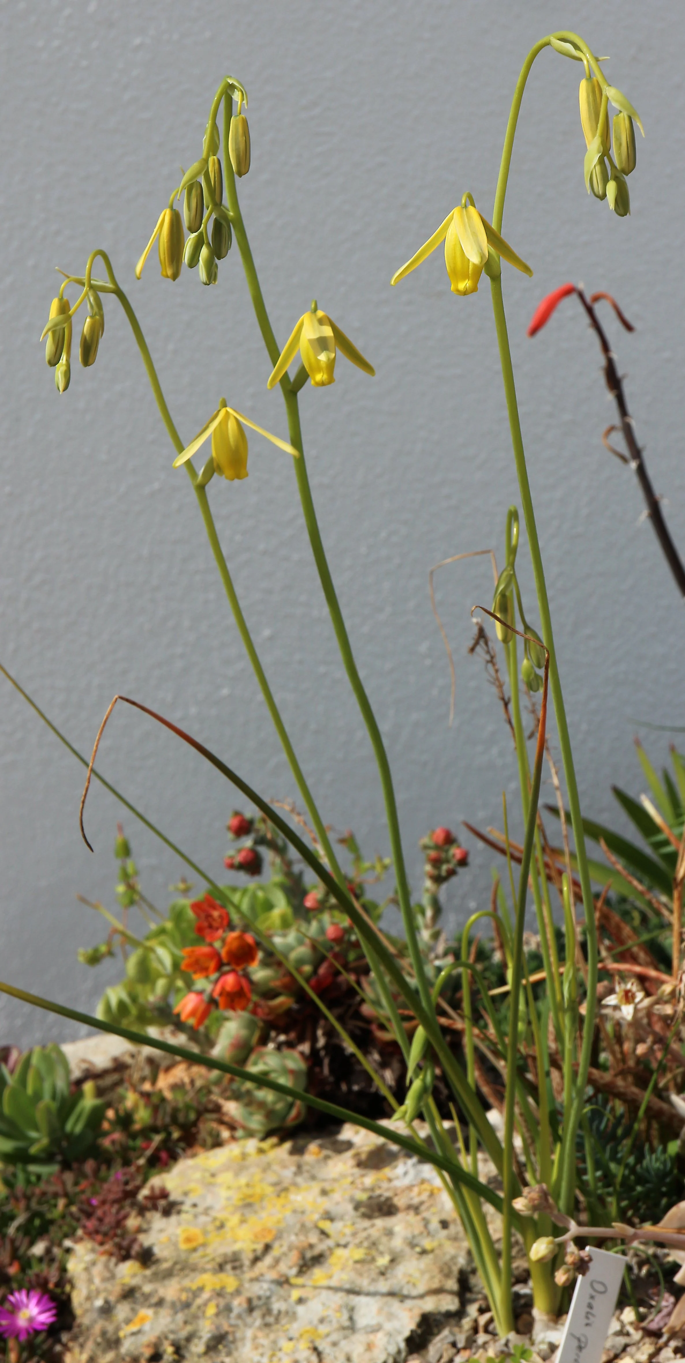 Albuca sp (ex Cedarberg Mt) / Scilloideae / W Cape, South Africa