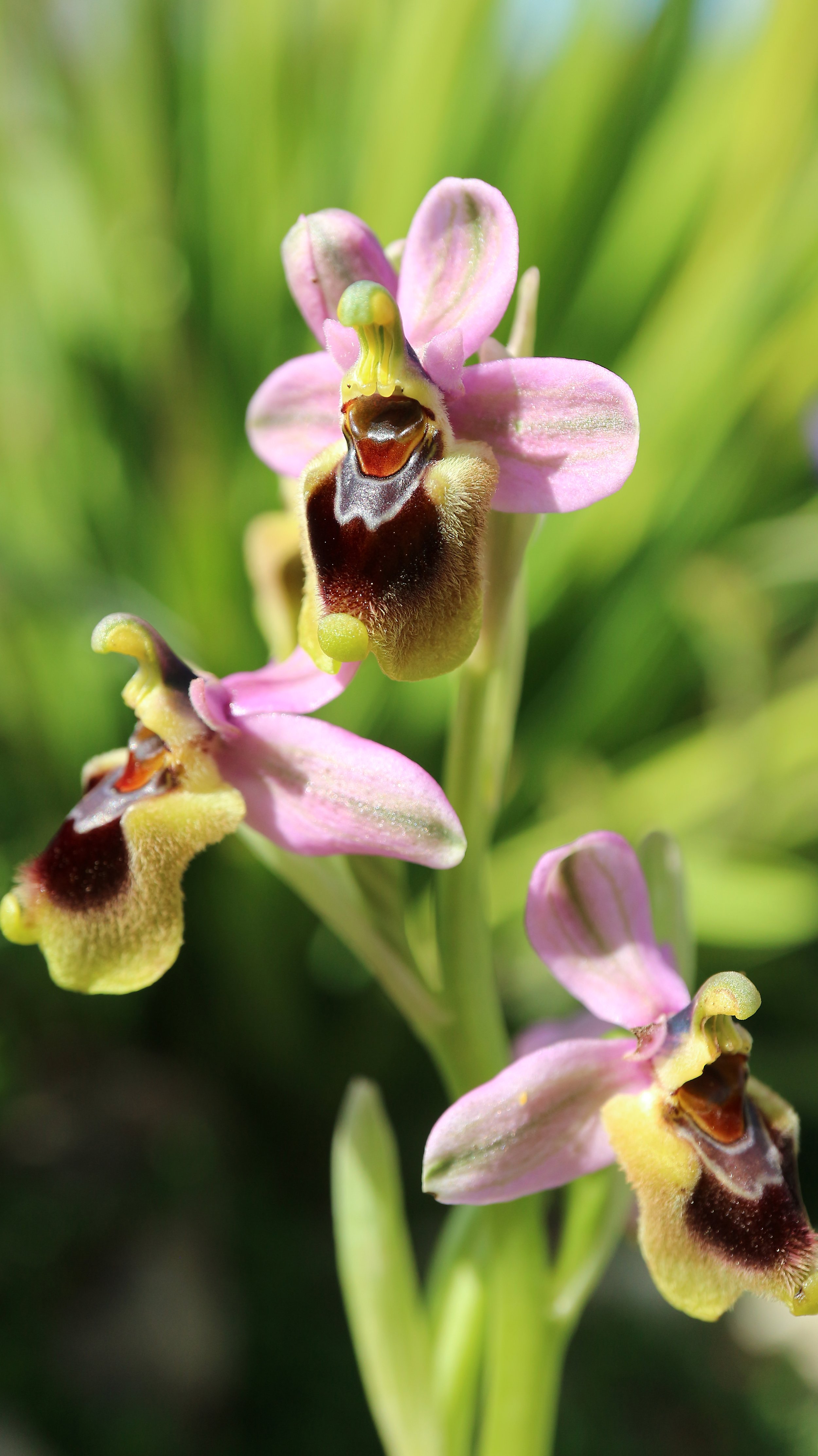 Ophrys tethrendinifera (ex Mallorca) / Orchidaceae / Mediterranean Region